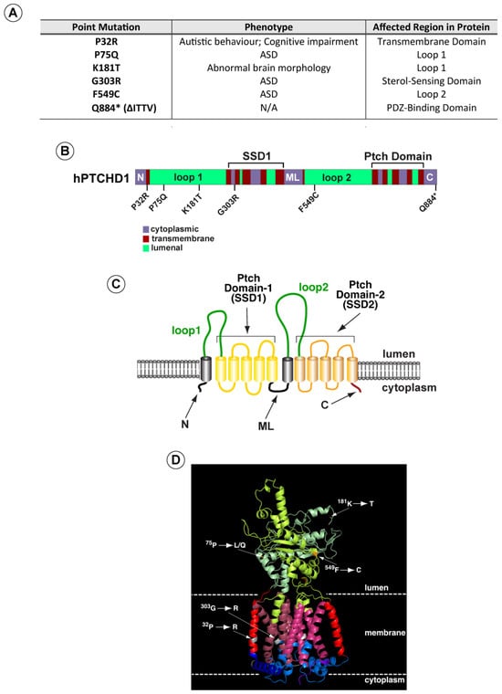 X chromosome exerts extra influence on brain development, Spectrum