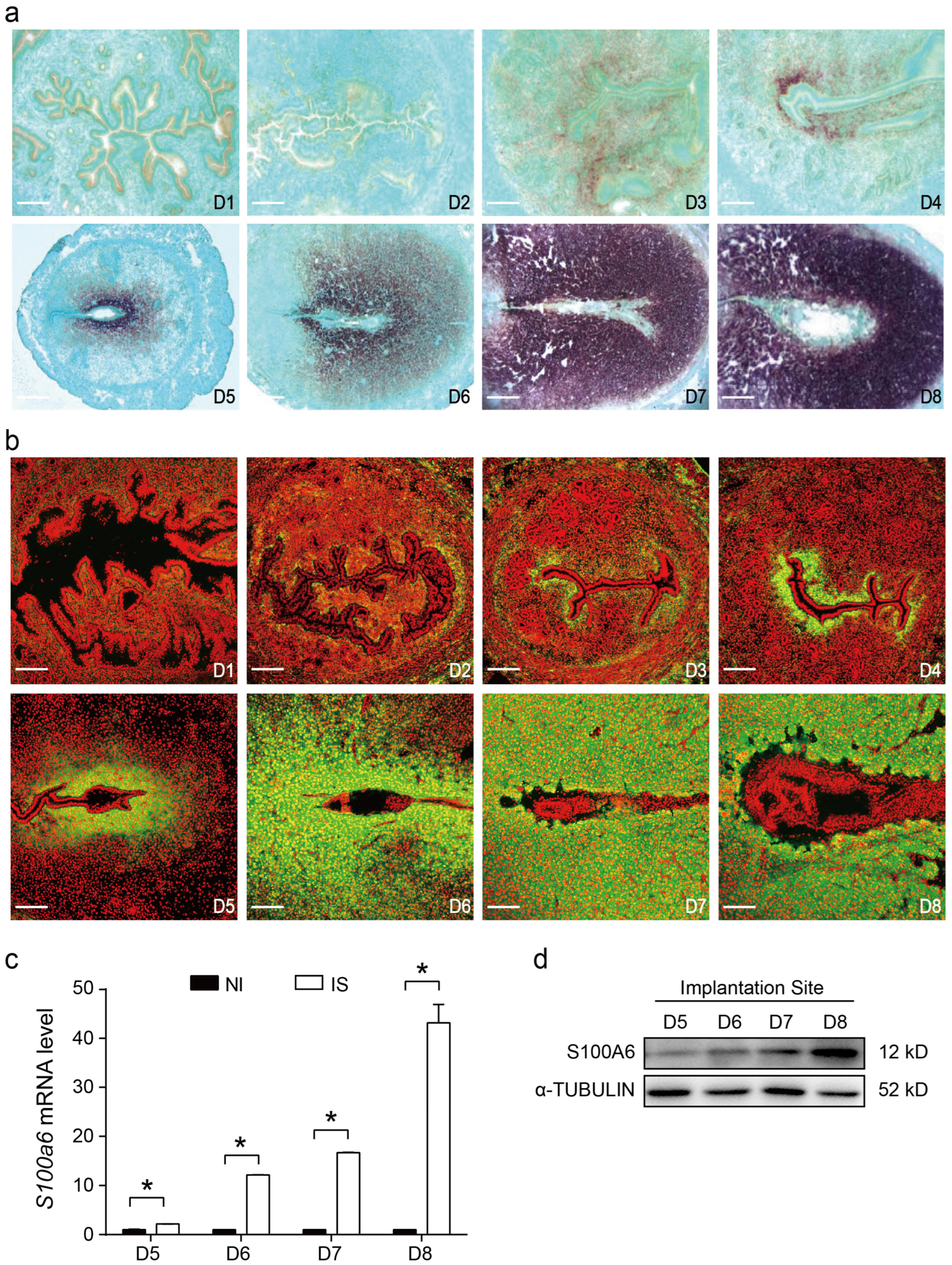 Cells 13 00206 g001 Cells 13 00206 g001