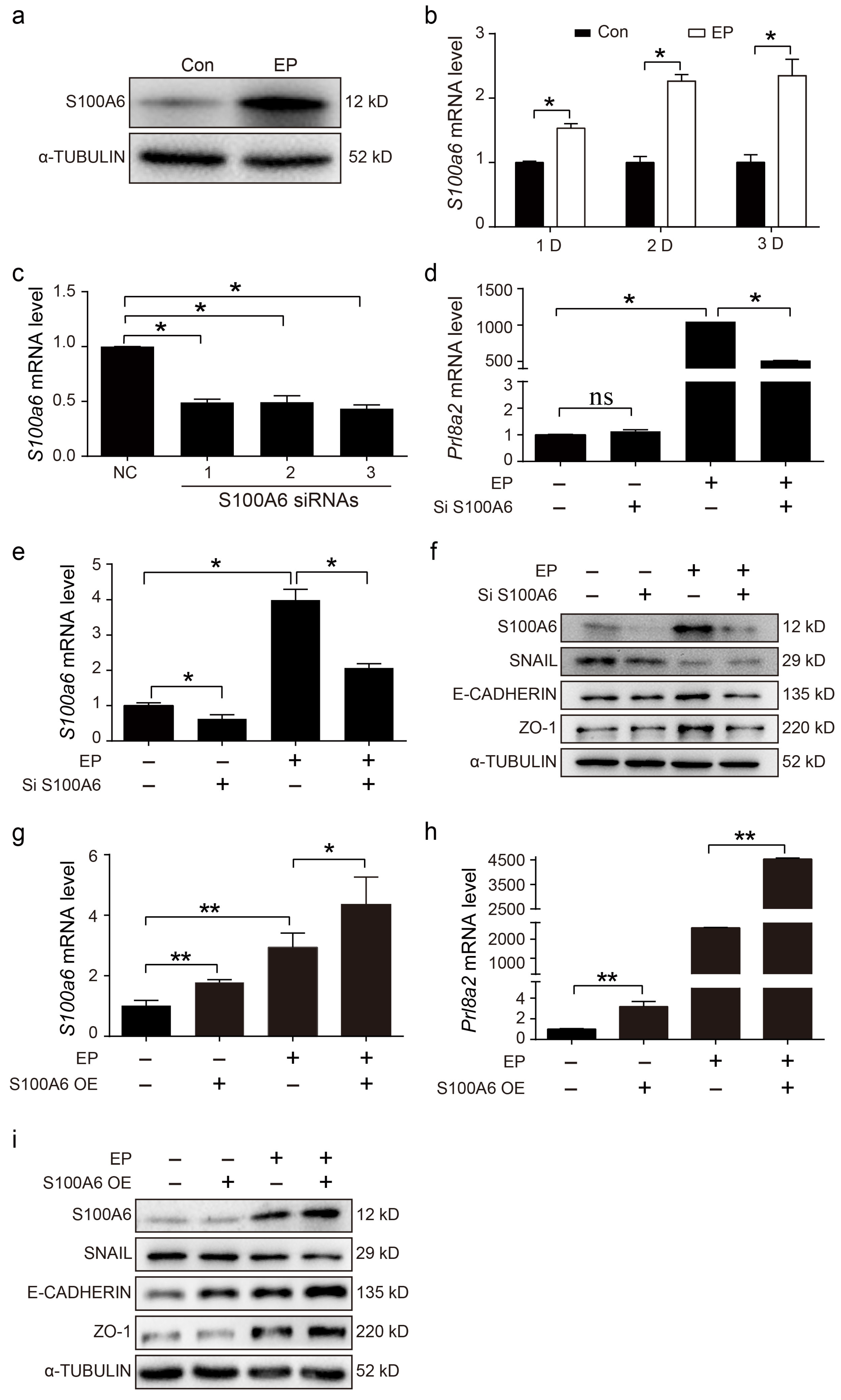 Cells 13 00206 g004 Cells 13 00206 g004