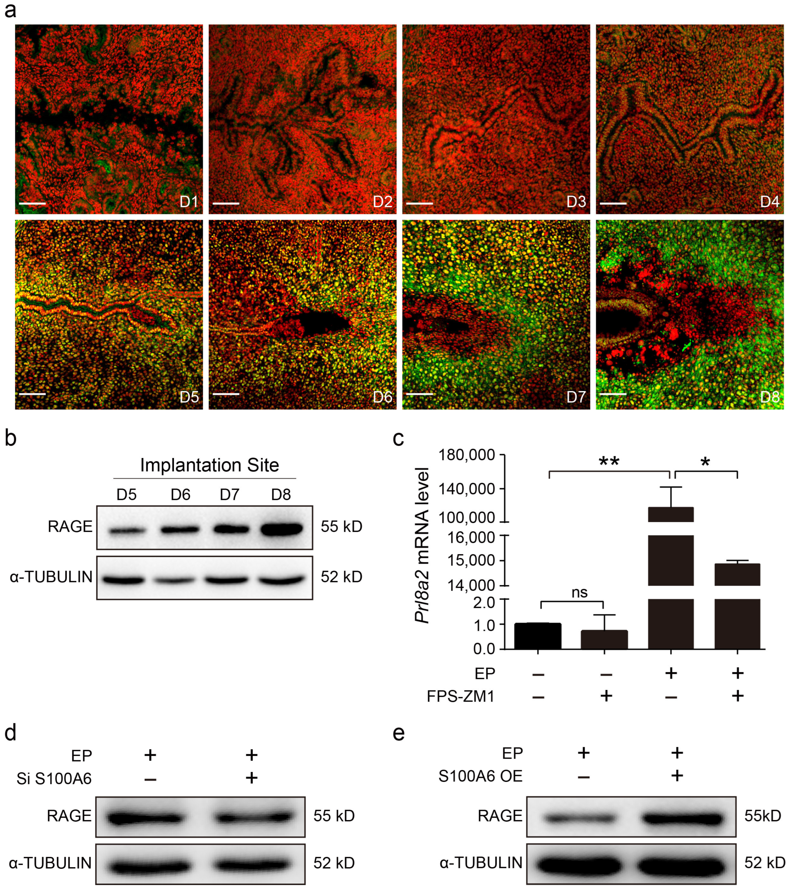 Cells 13 00206 g005 Cells 13 00206 g005