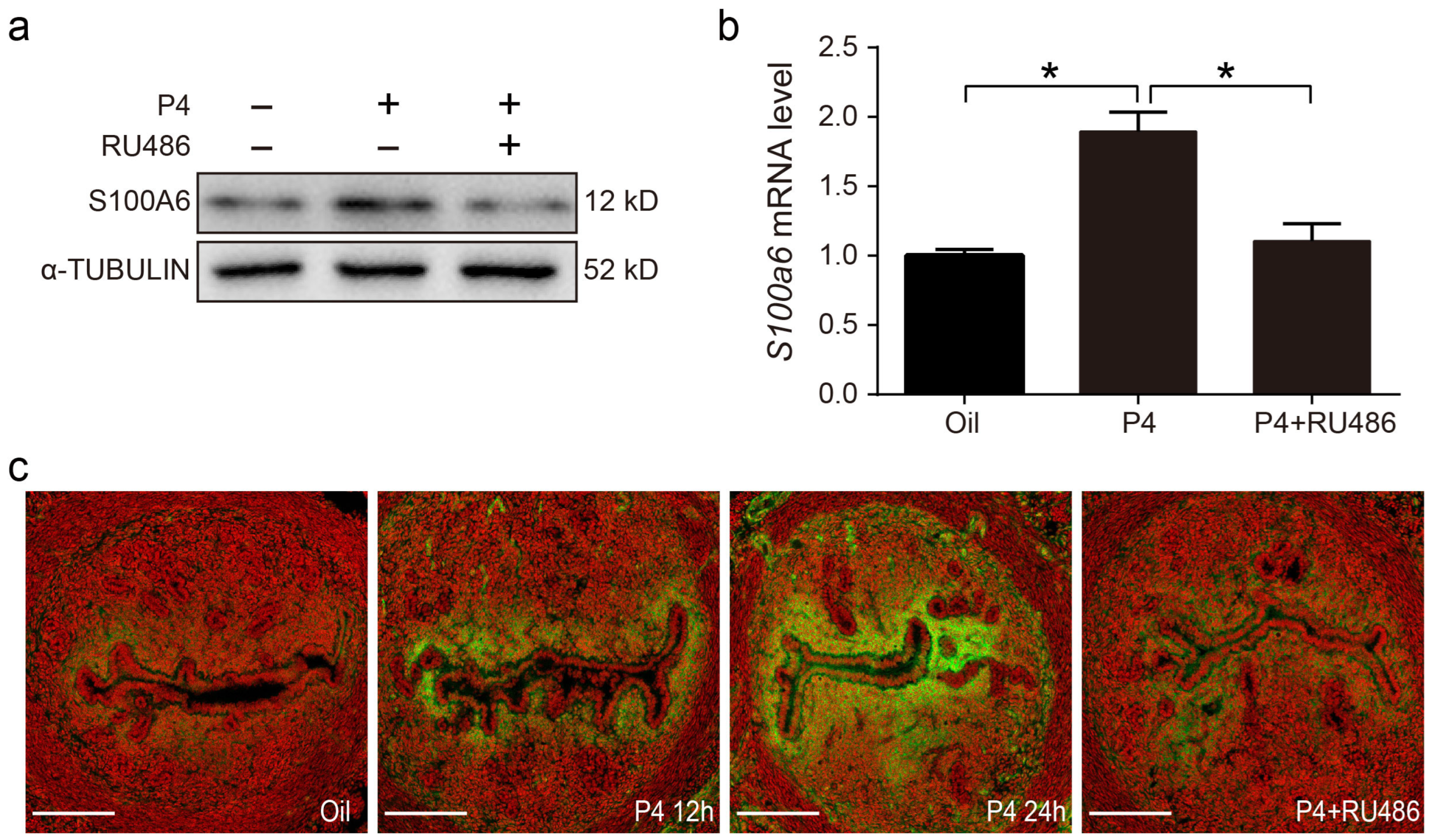 Cells 13 00206 g007 Cells 13 00206 g007