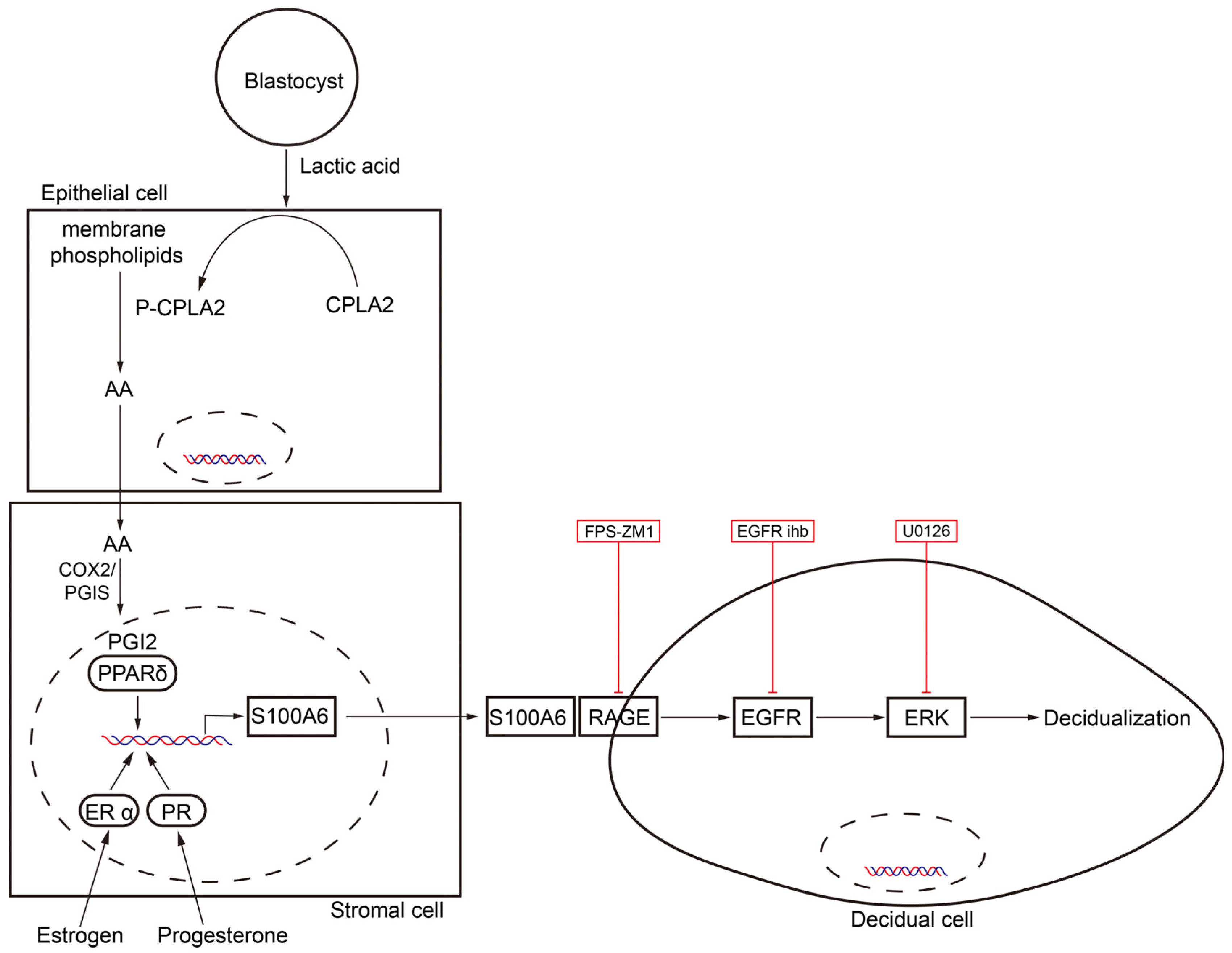 Cells 13 00206 g009 Cells 13 00206 g009