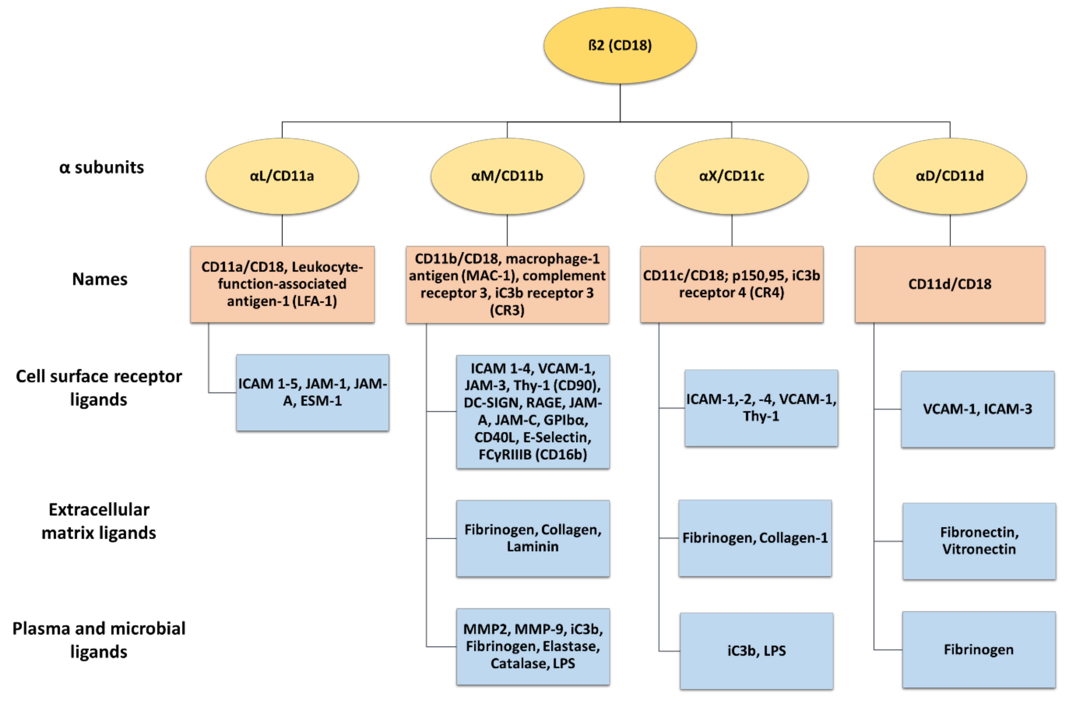 Cells 13 00212 g002 Cells 13 00212 g002