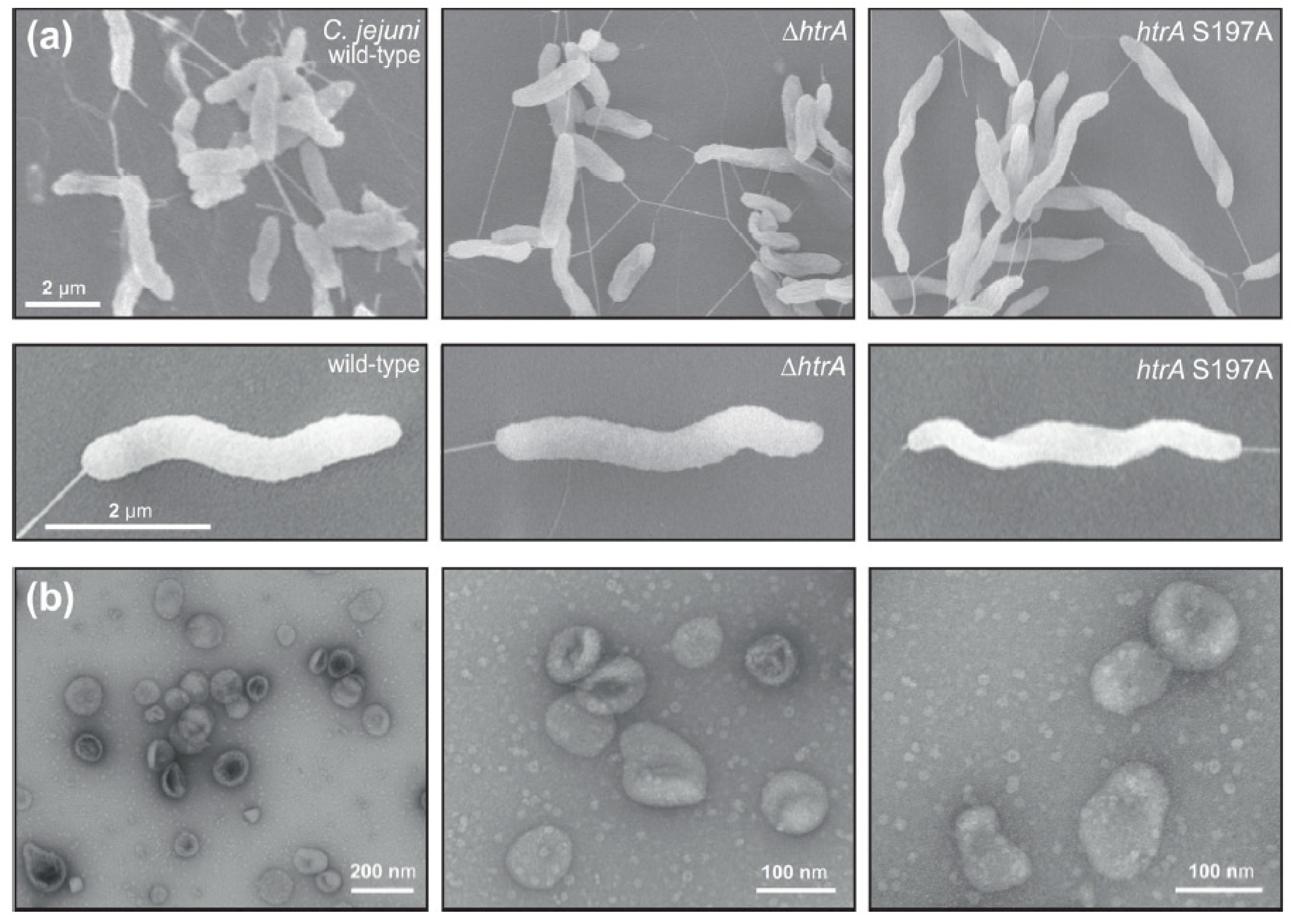 Cells 13 00224 g001 Cells 13 00224 g001