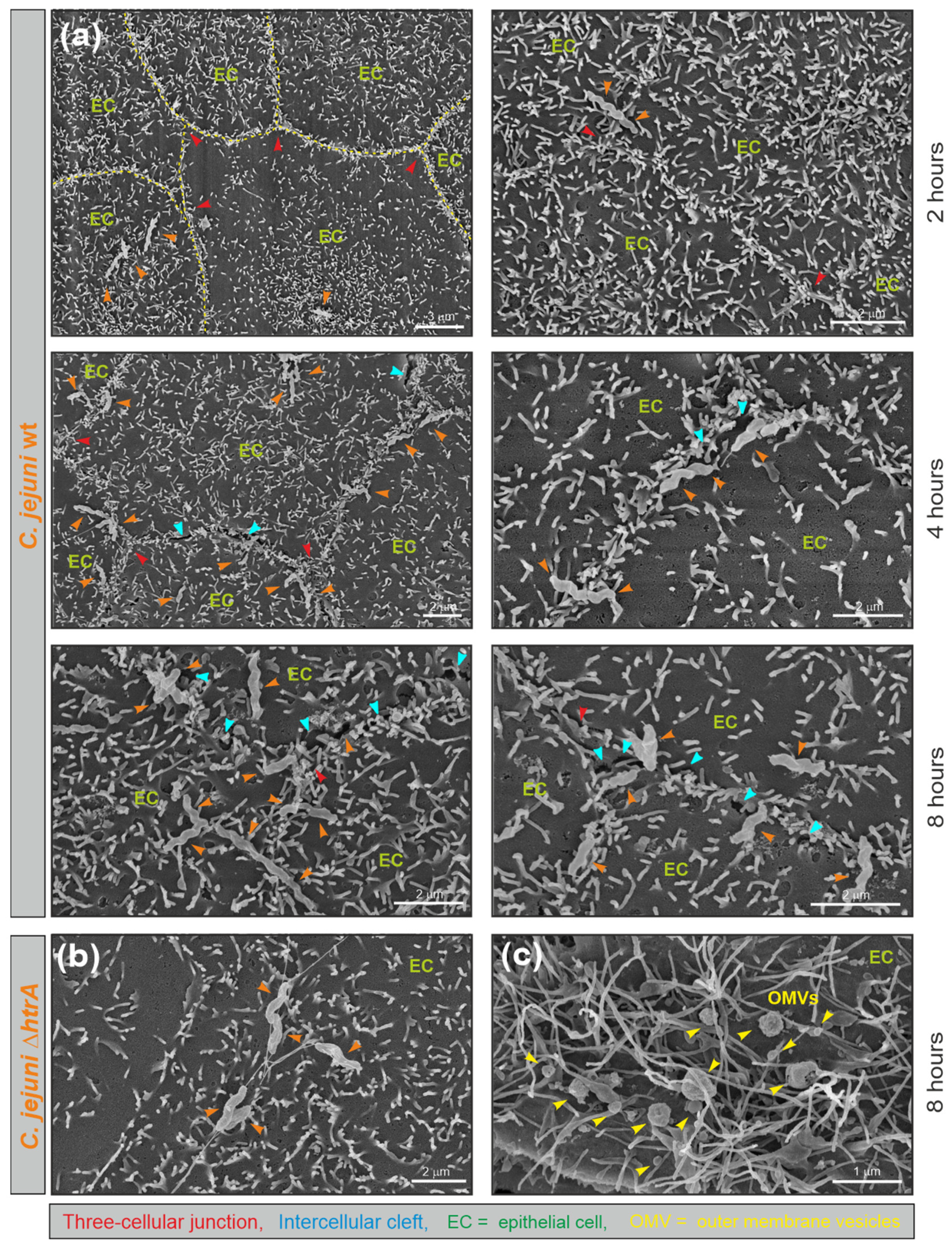 Cells 13 00224 g006 Cells 13 00224 g006
