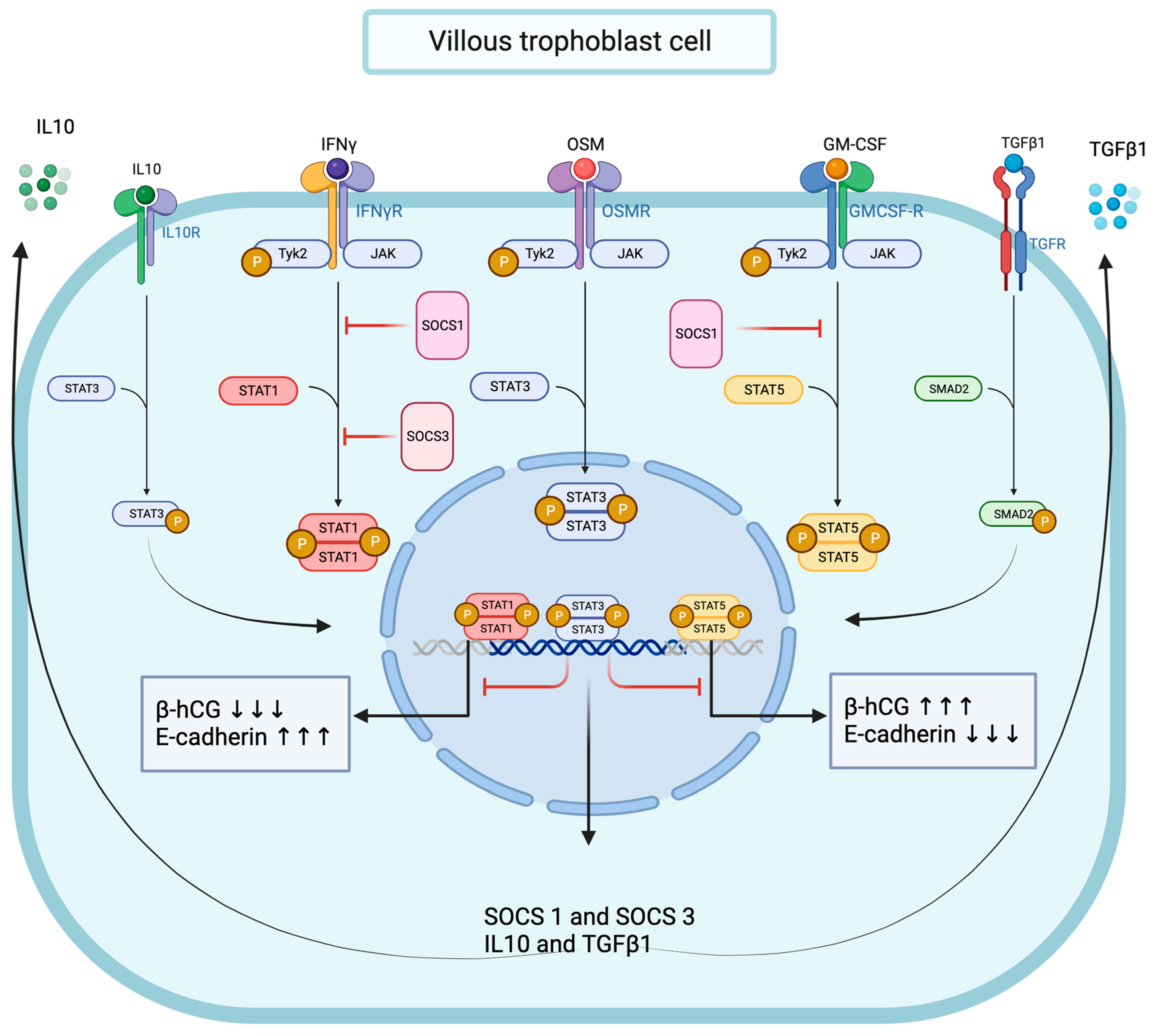 Cells 13 00229 g010 Cells 13 00229 g010