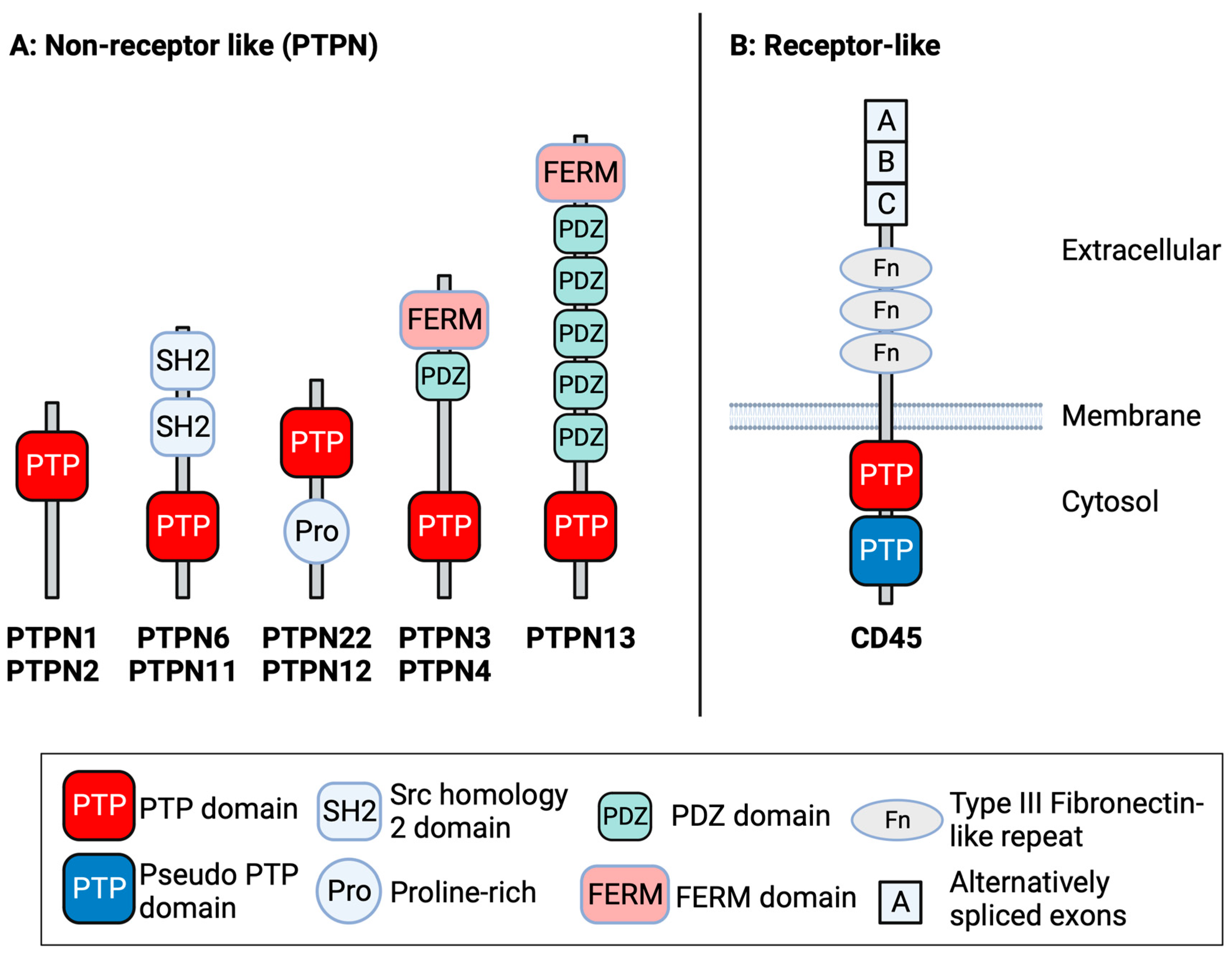 Cells 13 00231 g001 Cells 13 00231 g001