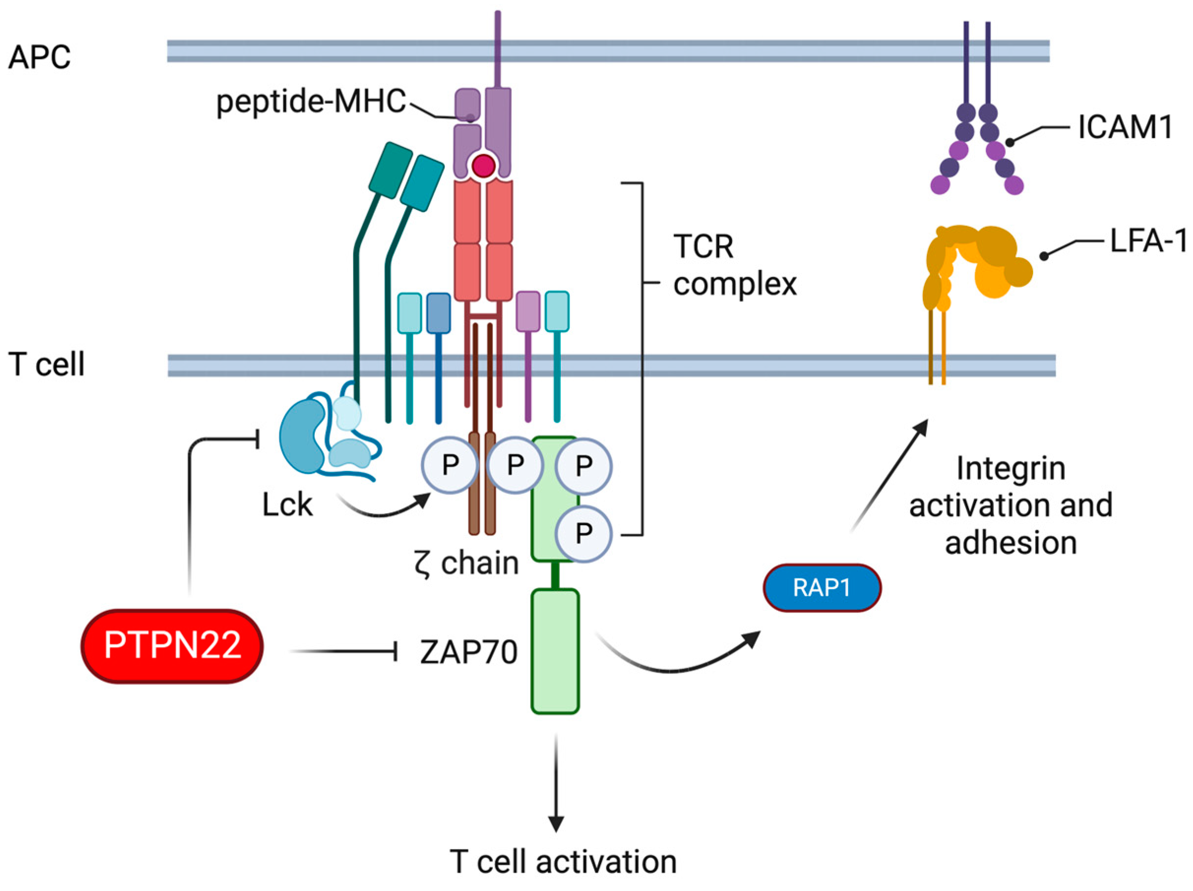 Cells 13 00231 g002 Cells 13 00231 g002