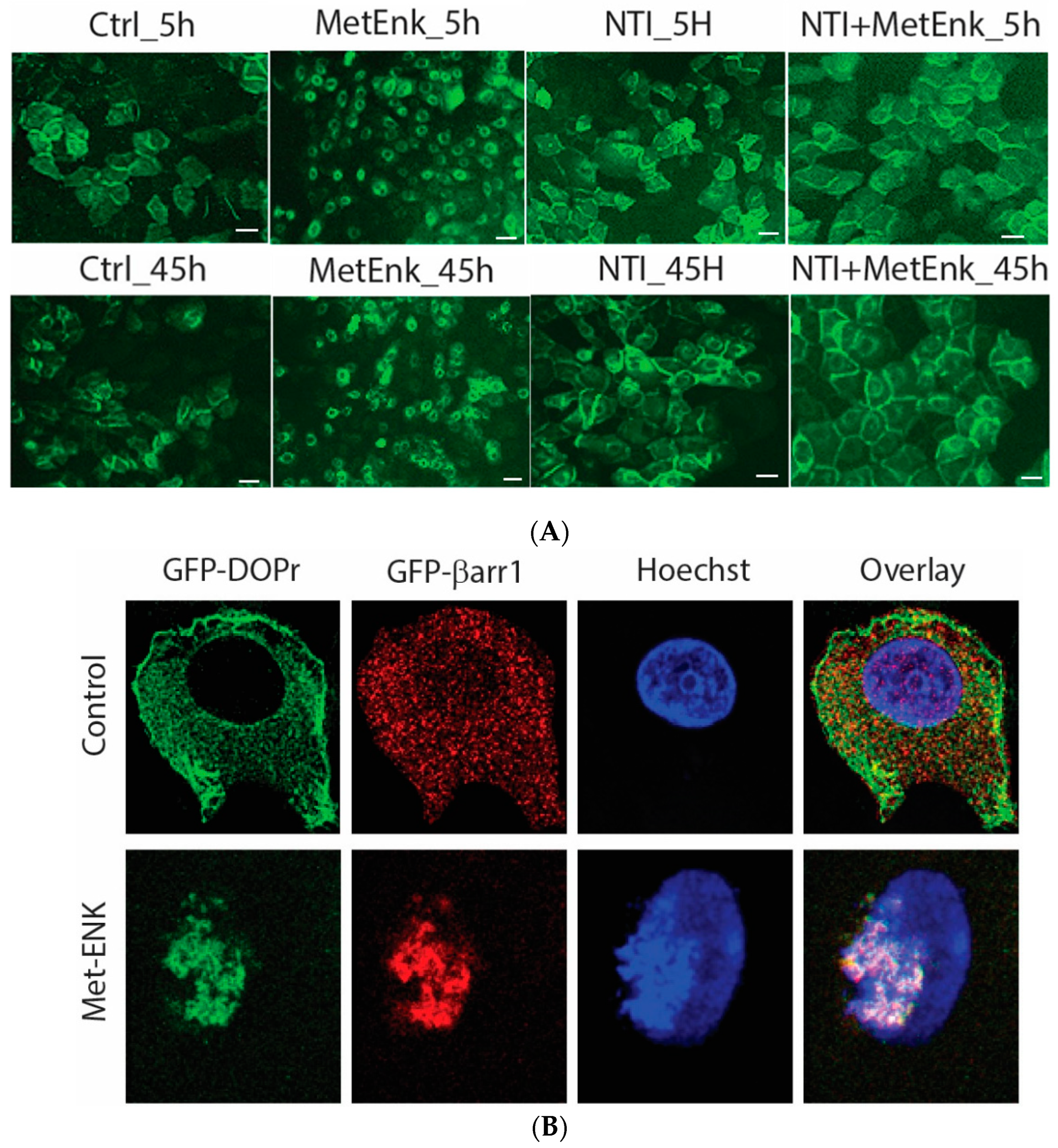 Cells 13 00232 g004a