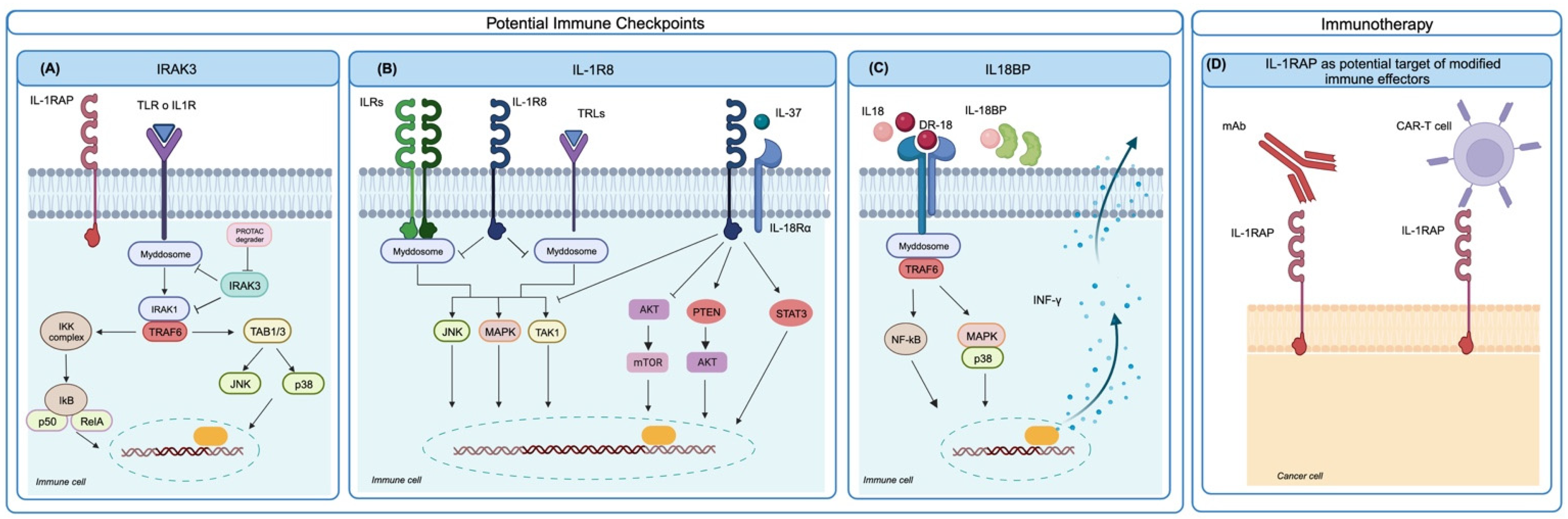 Cells 13 00233 g002 Cells 13 00233 g002