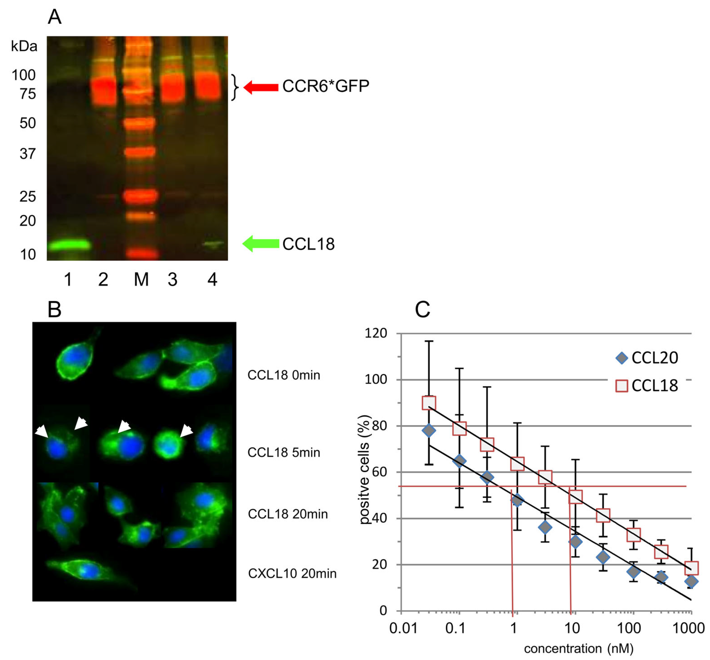 Cells 13 00238 g003