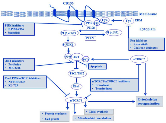 CD133-Dependent Activation of Phosphoinositide 3-Kinase /AKT