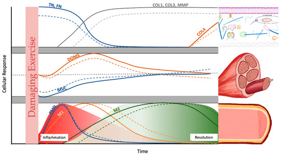 Age-Associated Differences in Recovery from Exercise-Induced