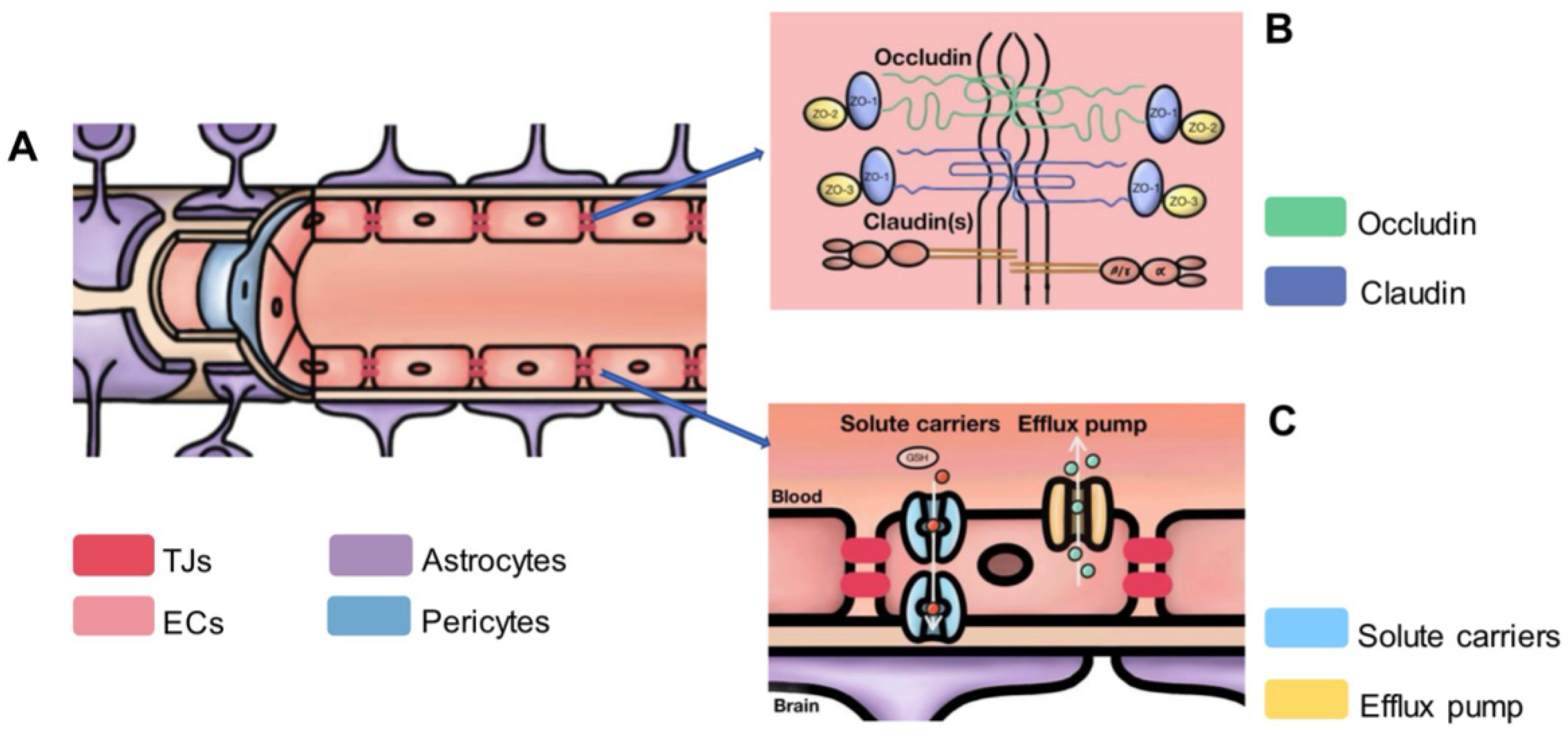 Cells 13 00260 g001 Cells 13 00260 g001