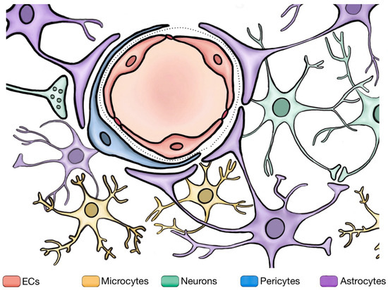 glutathione opens blood brain barrier Recapitulation of Structure–Function–Regulation of Blood–Brain under (Patho)Physiological Conditions Glutathione Tablets - Essential Flavor:Sour Green Apple Ayurvedic Products