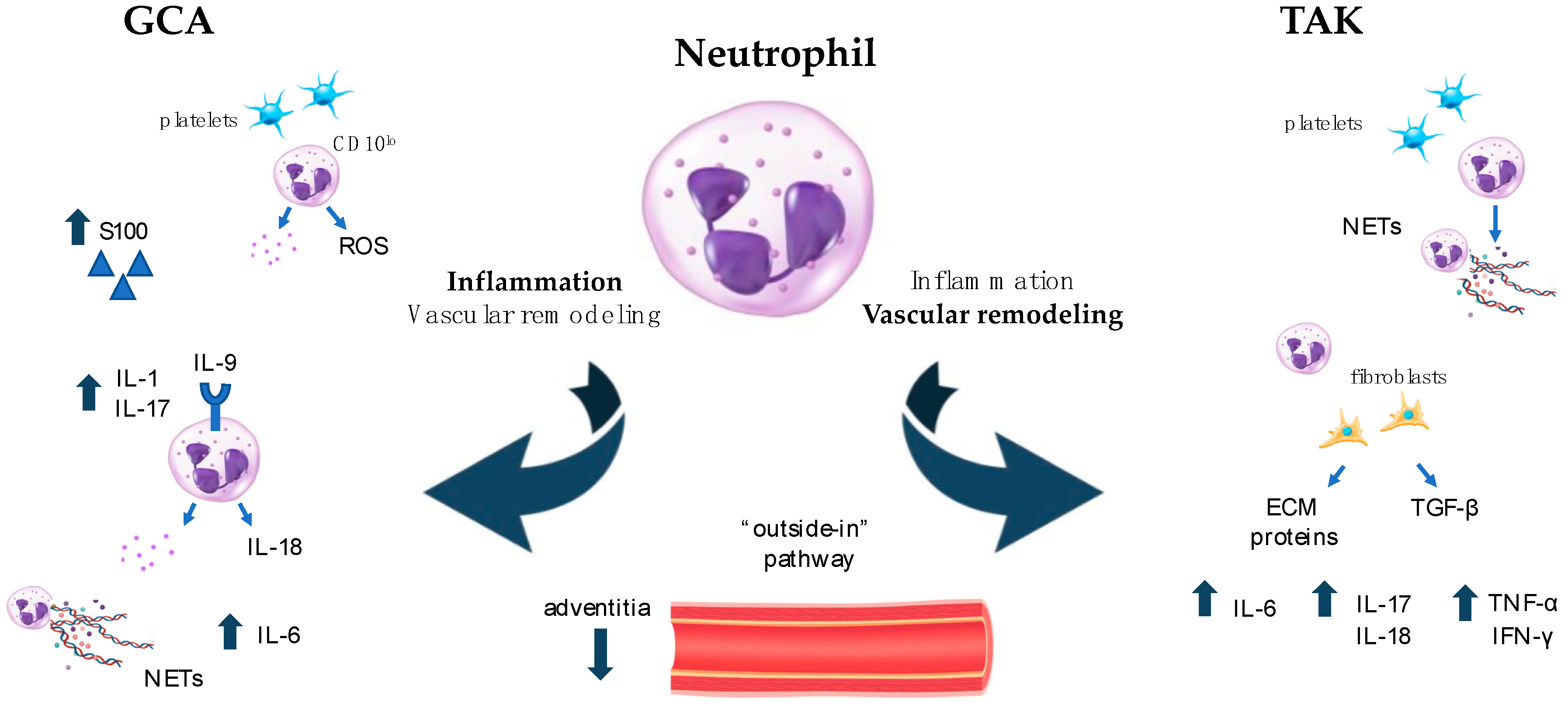 Cells 13 00271 g001 Cells 13 00271 g001