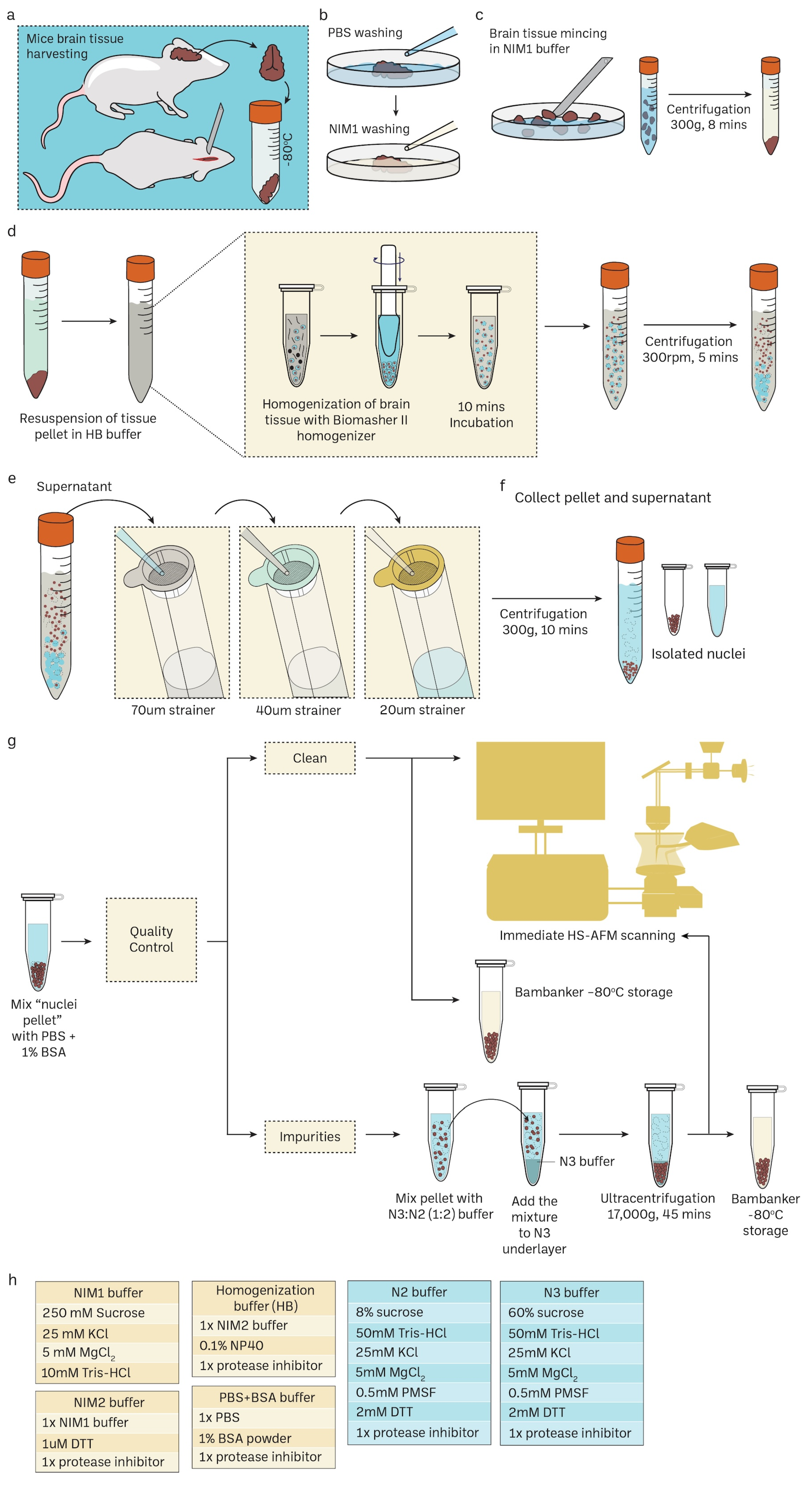 Cells 13 00279 g001 Cells 13 00279 g001