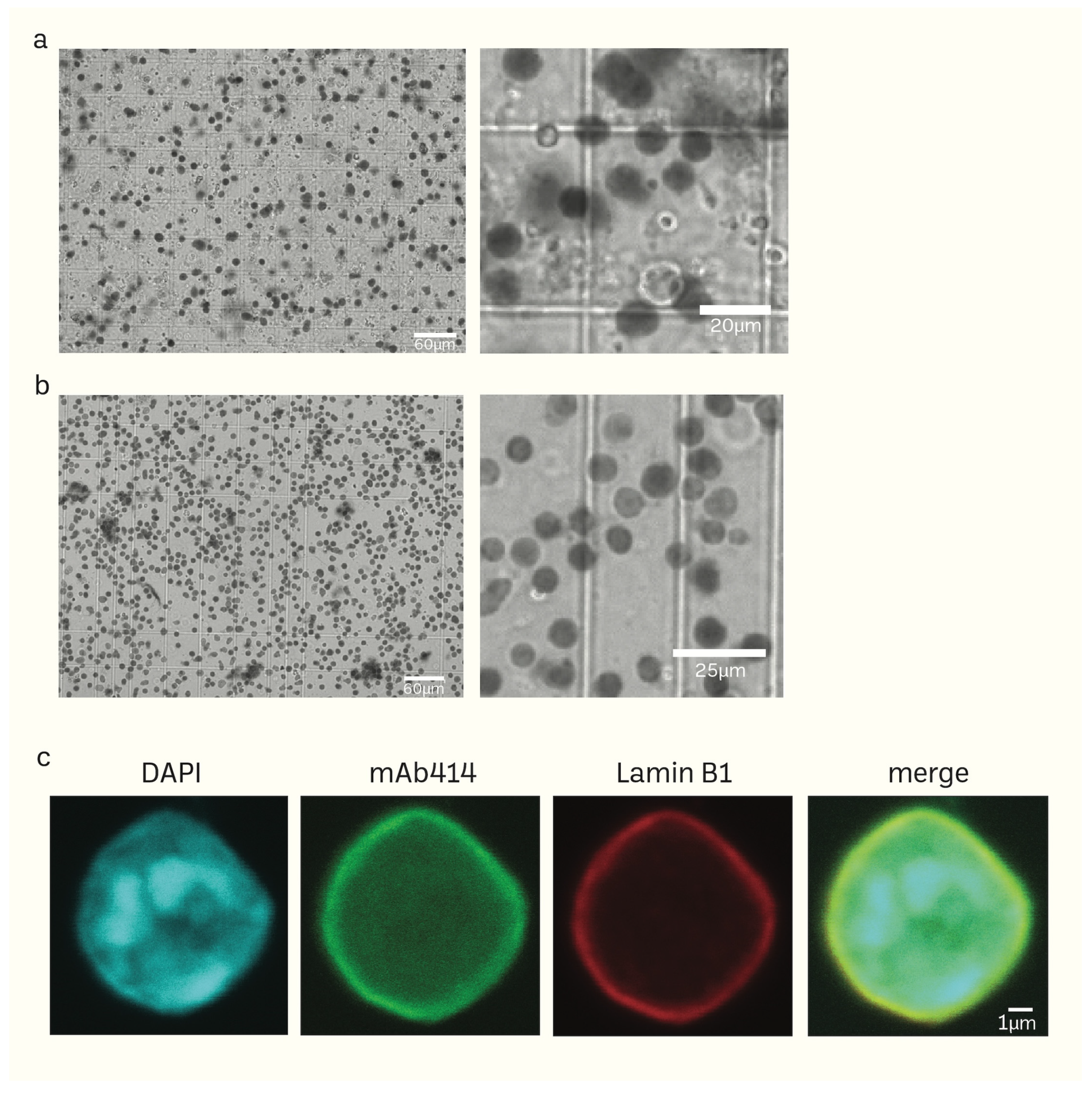 Cells 13 00279 g002 Cells 13 00279 g002
