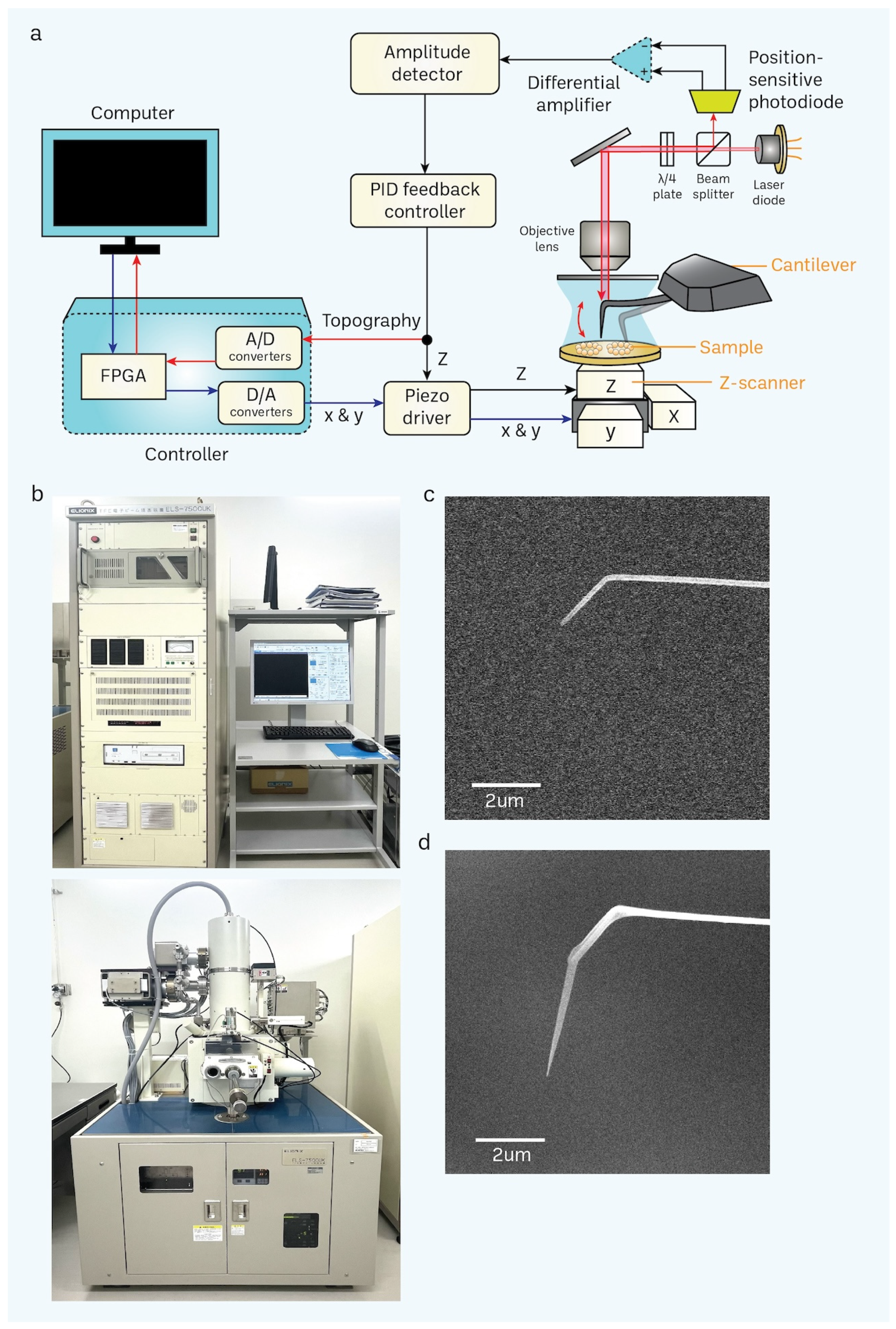 Cells 13 00279 g003 Cells 13 00279 g003