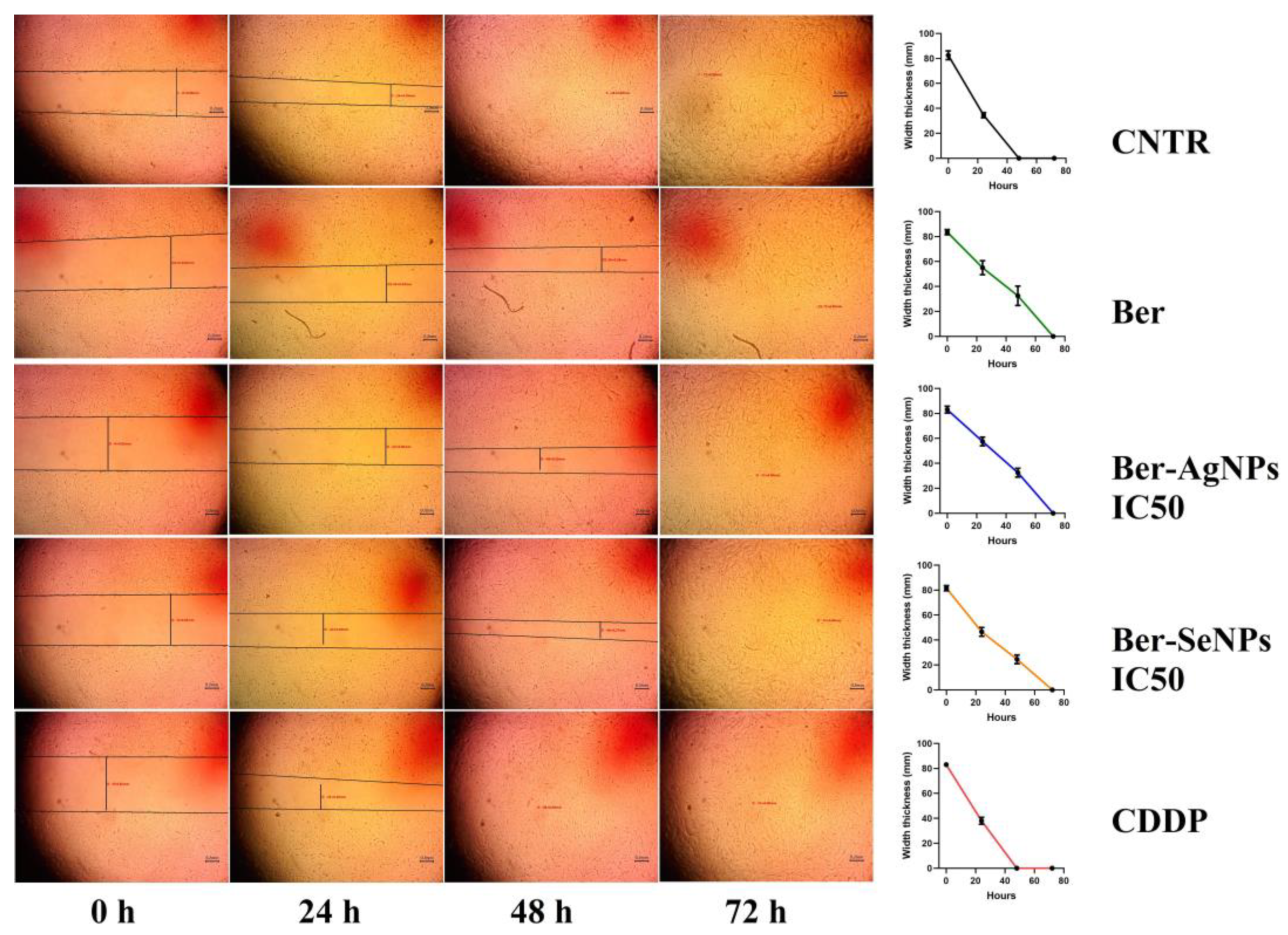 Cells 13 00287 g002 Cells 13 00287 g002