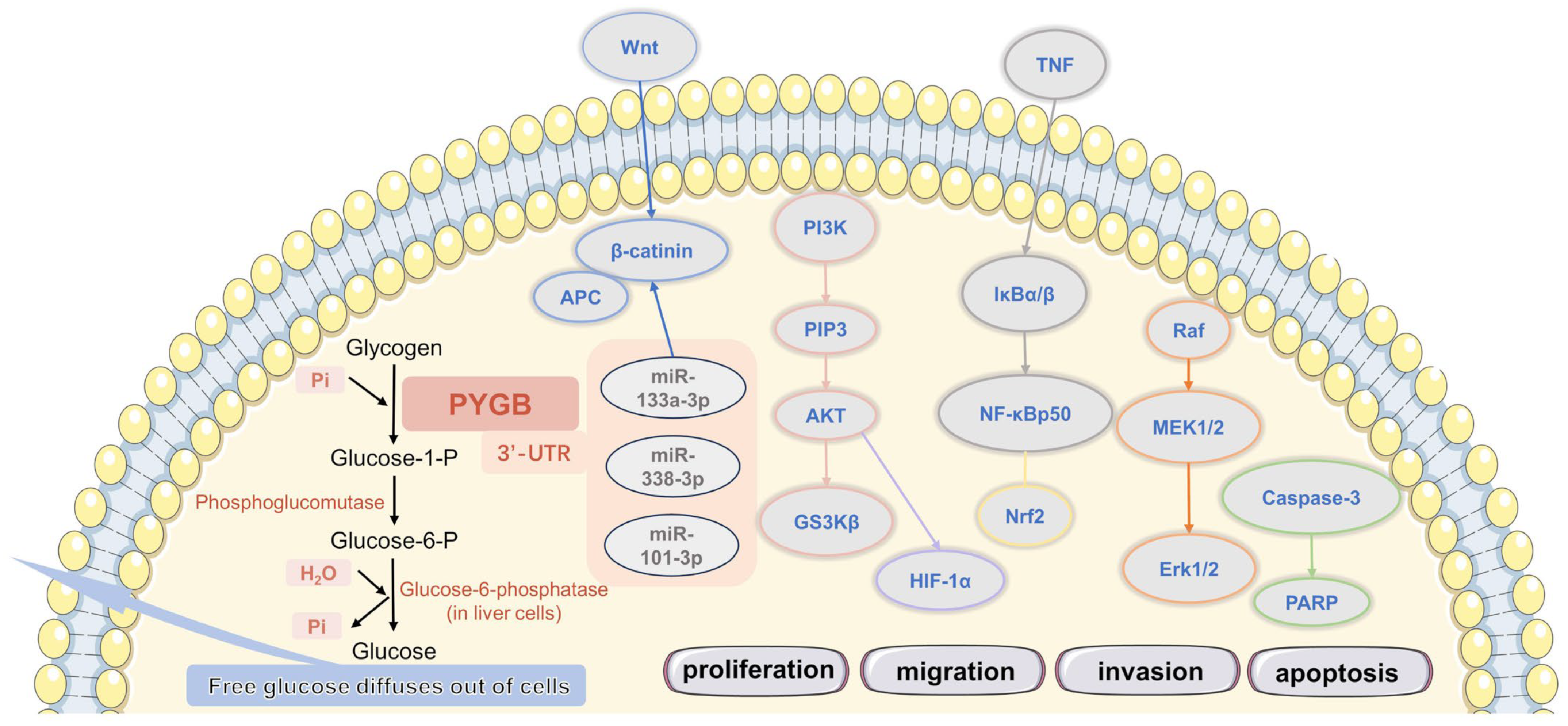Cells 13 00289 g004 Cells 13 00289 g004