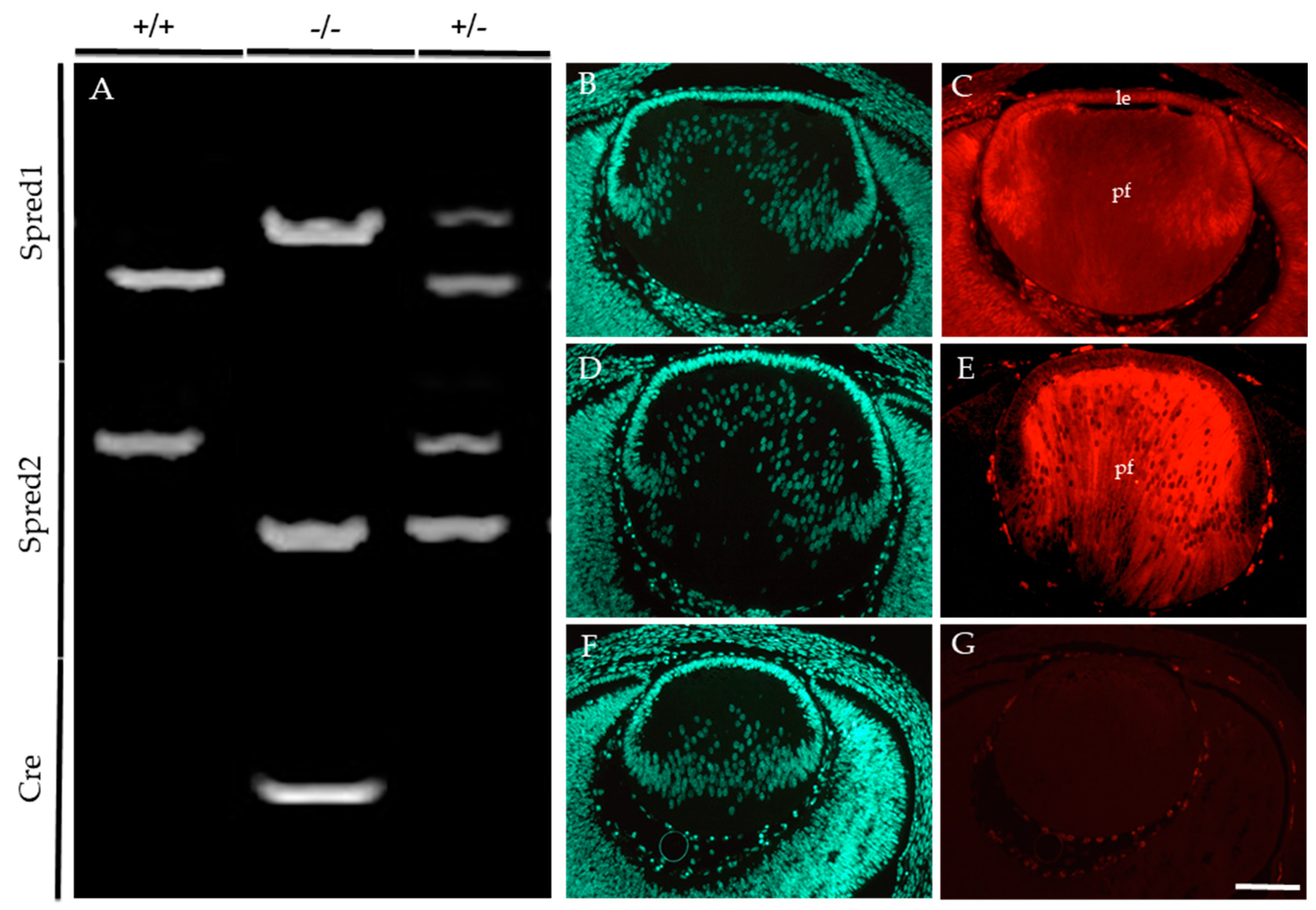 Cells 13 00290 g001 Cells 13 00290 g001