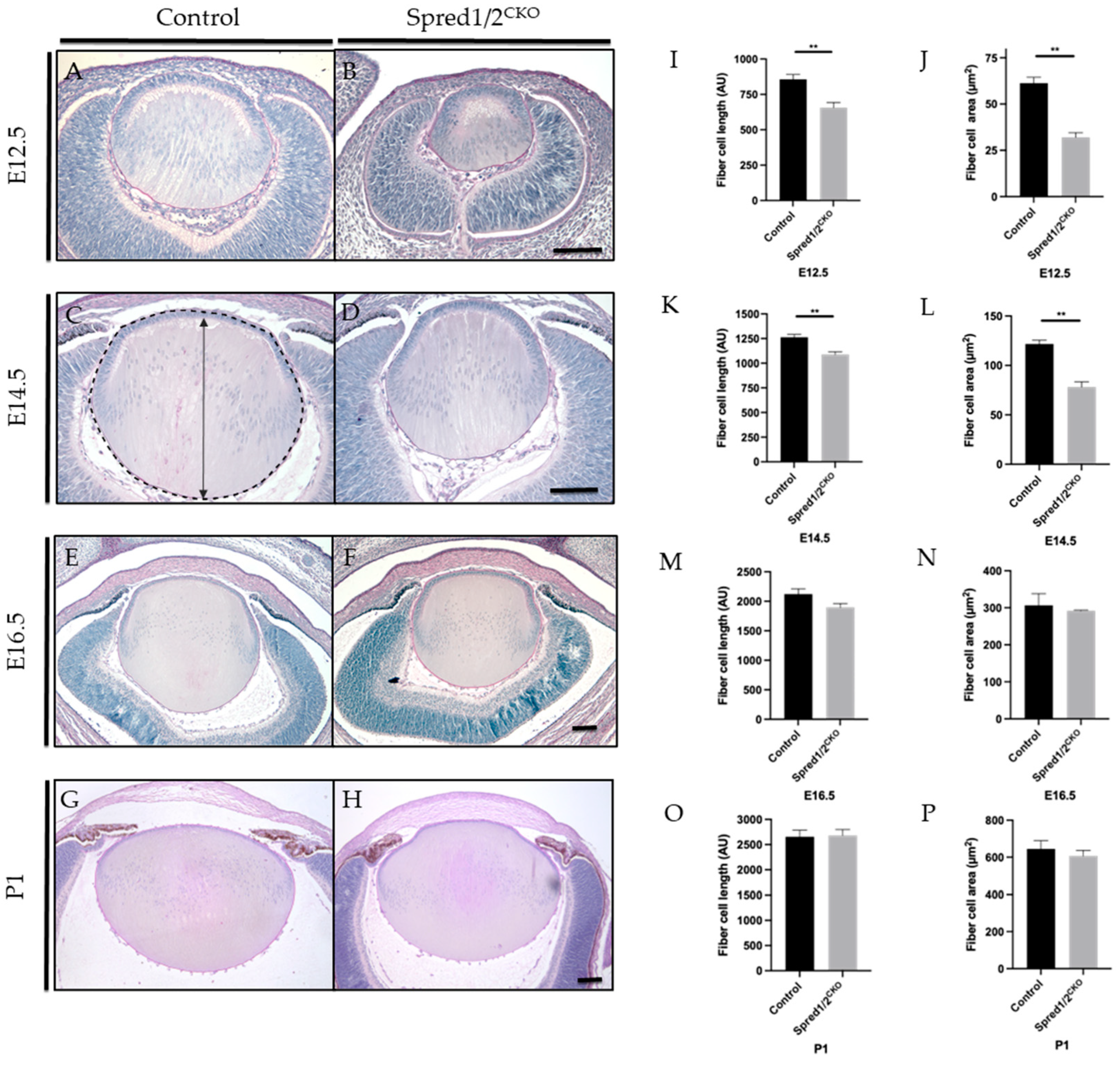 Cells 13 00290 g002 Cells 13 00290 g002