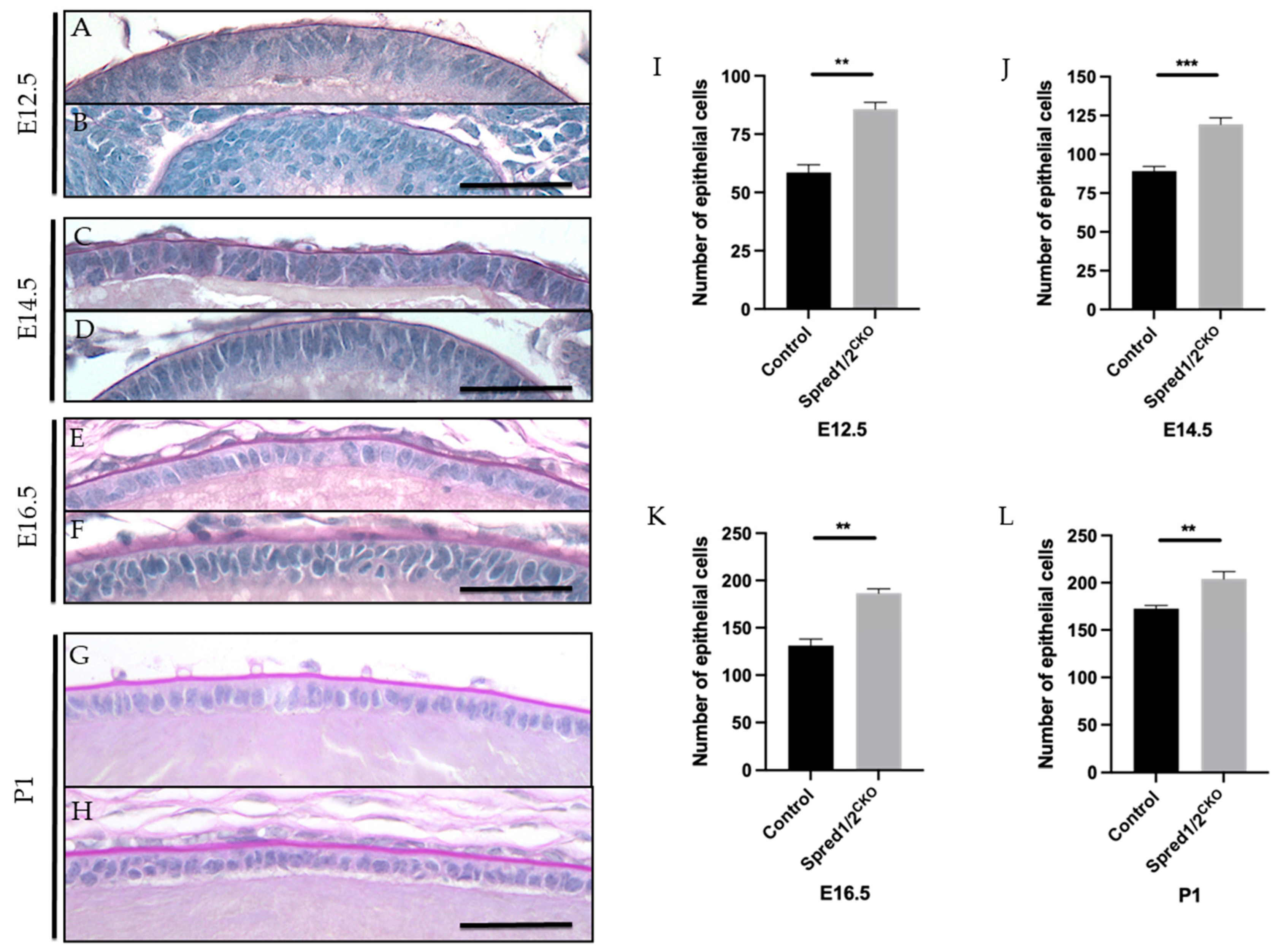 Cells 13 00290 g003 Cells 13 00290 g003