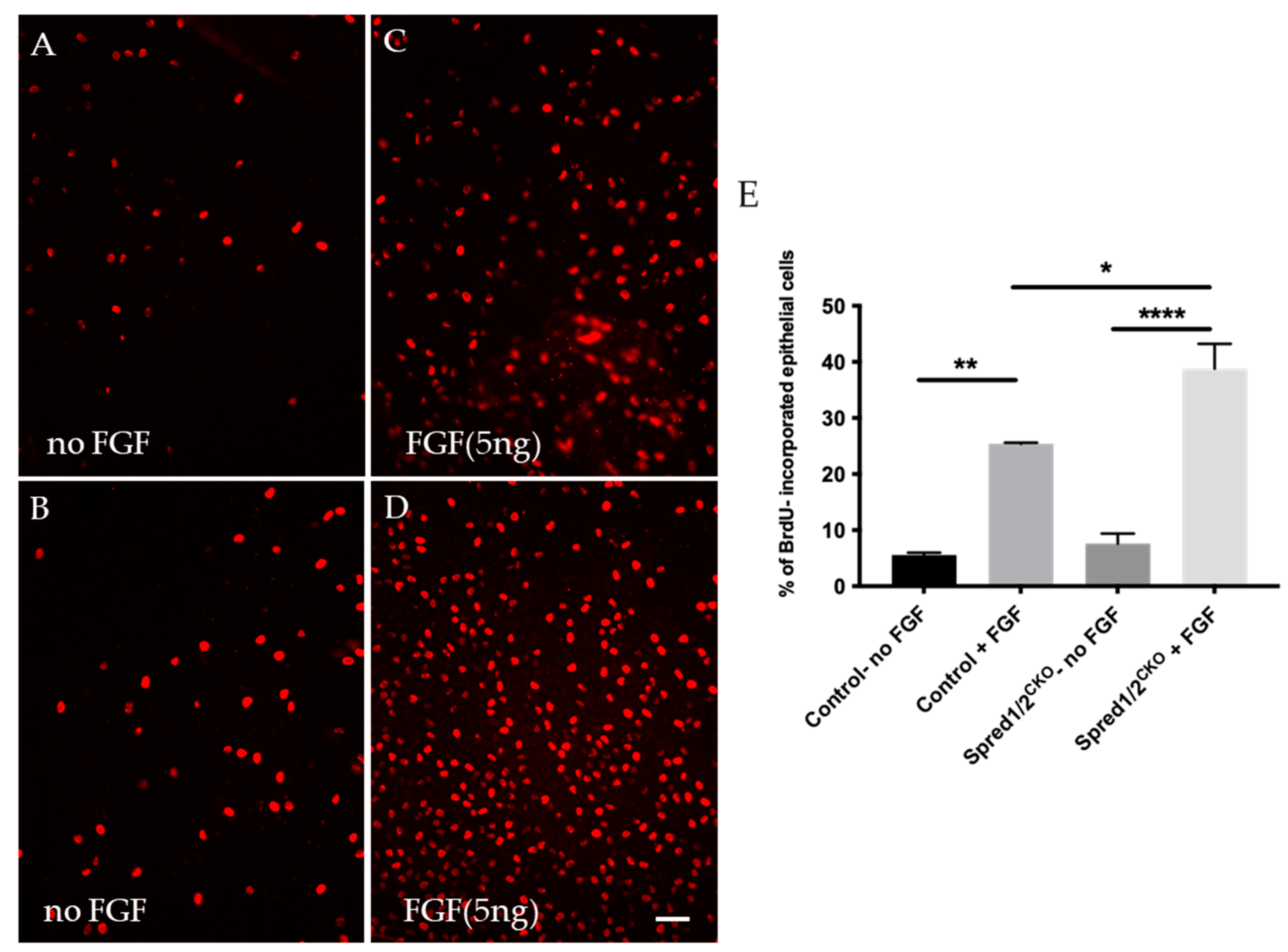 Cells 13 00290 g005 Cells 13 00290 g005