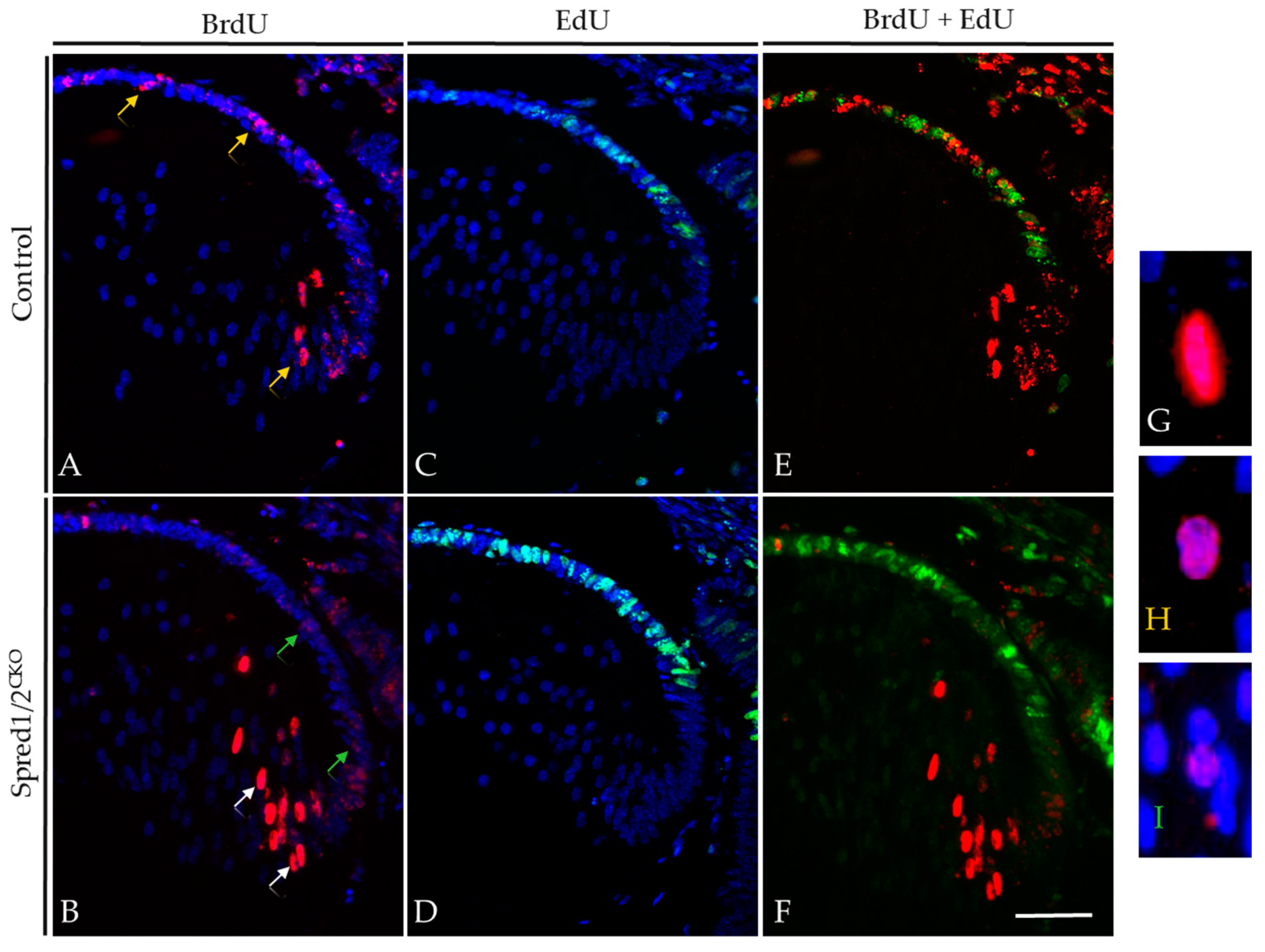 Cells 13 00290 g006 Cells 13 00290 g006