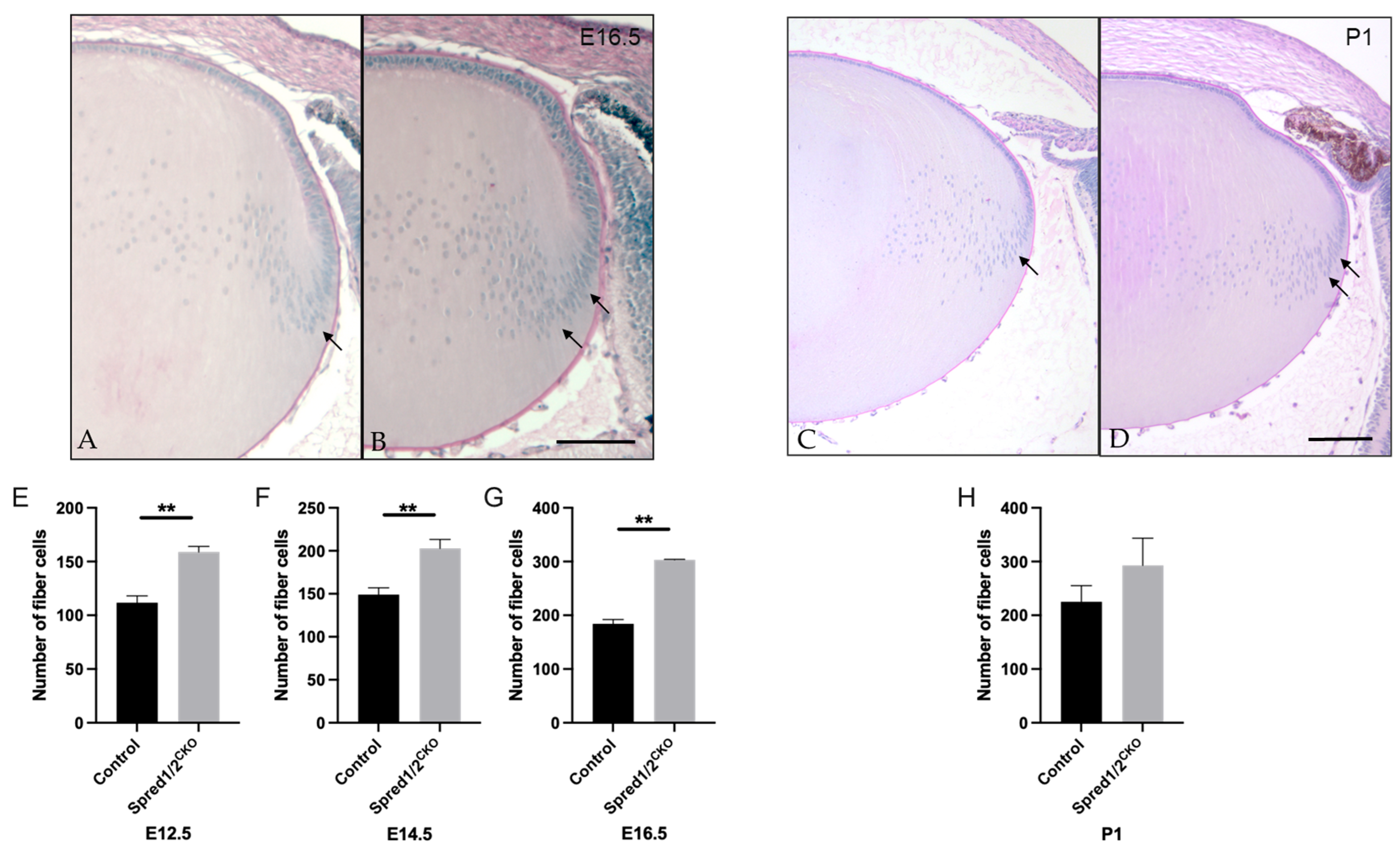 Cells 13 00290 g007 Cells 13 00290 g007