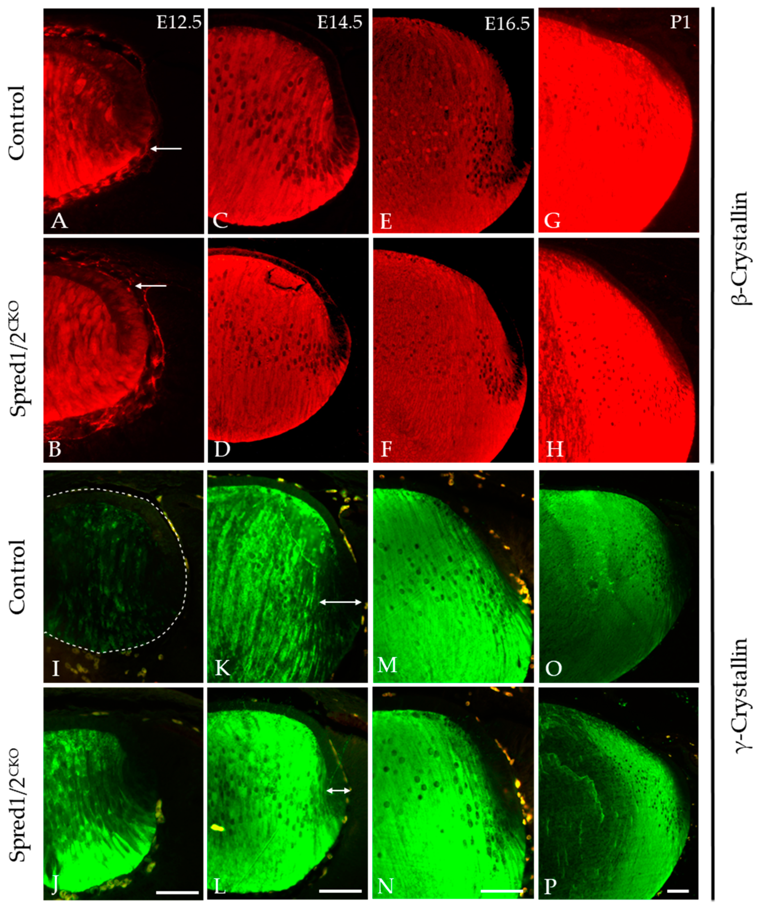 Cells 13 00290 g008 Cells 13 00290 g008