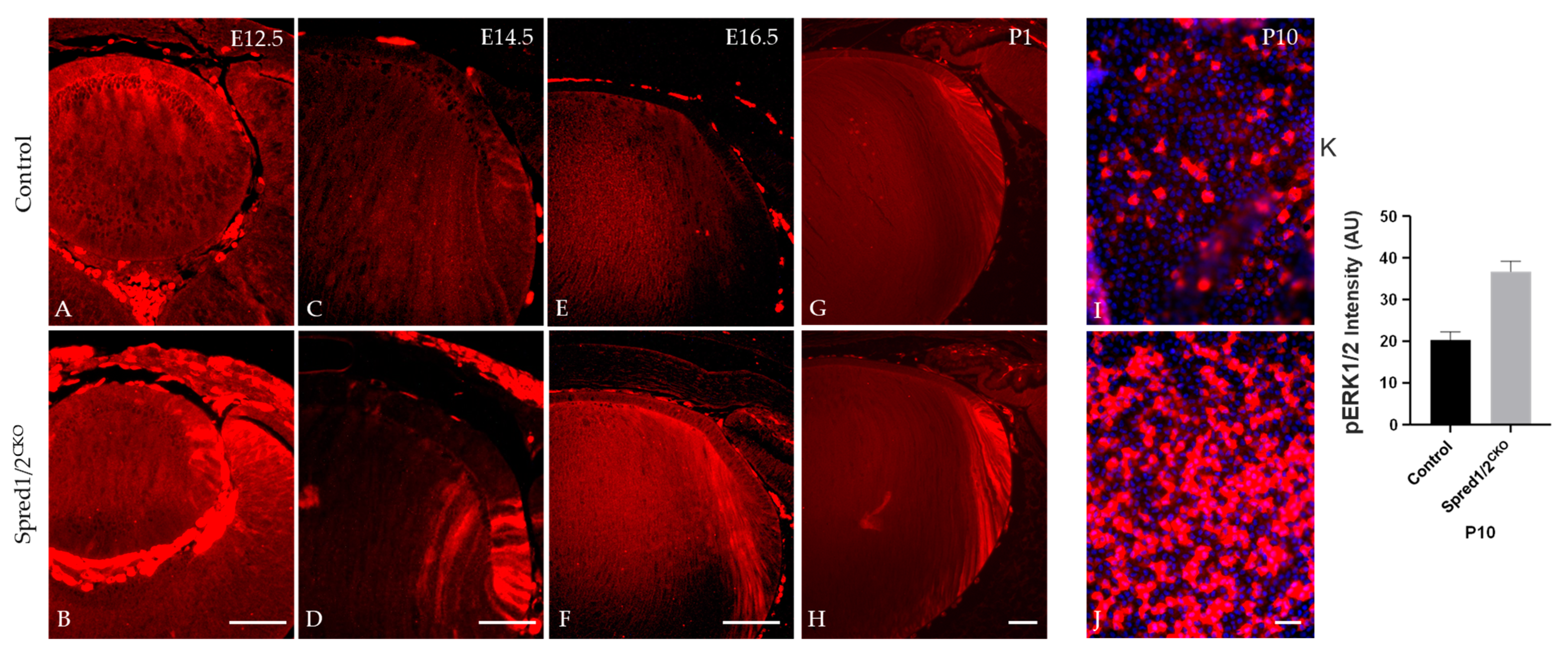 Cells 13 00290 g010 Cells 13 00290 g010