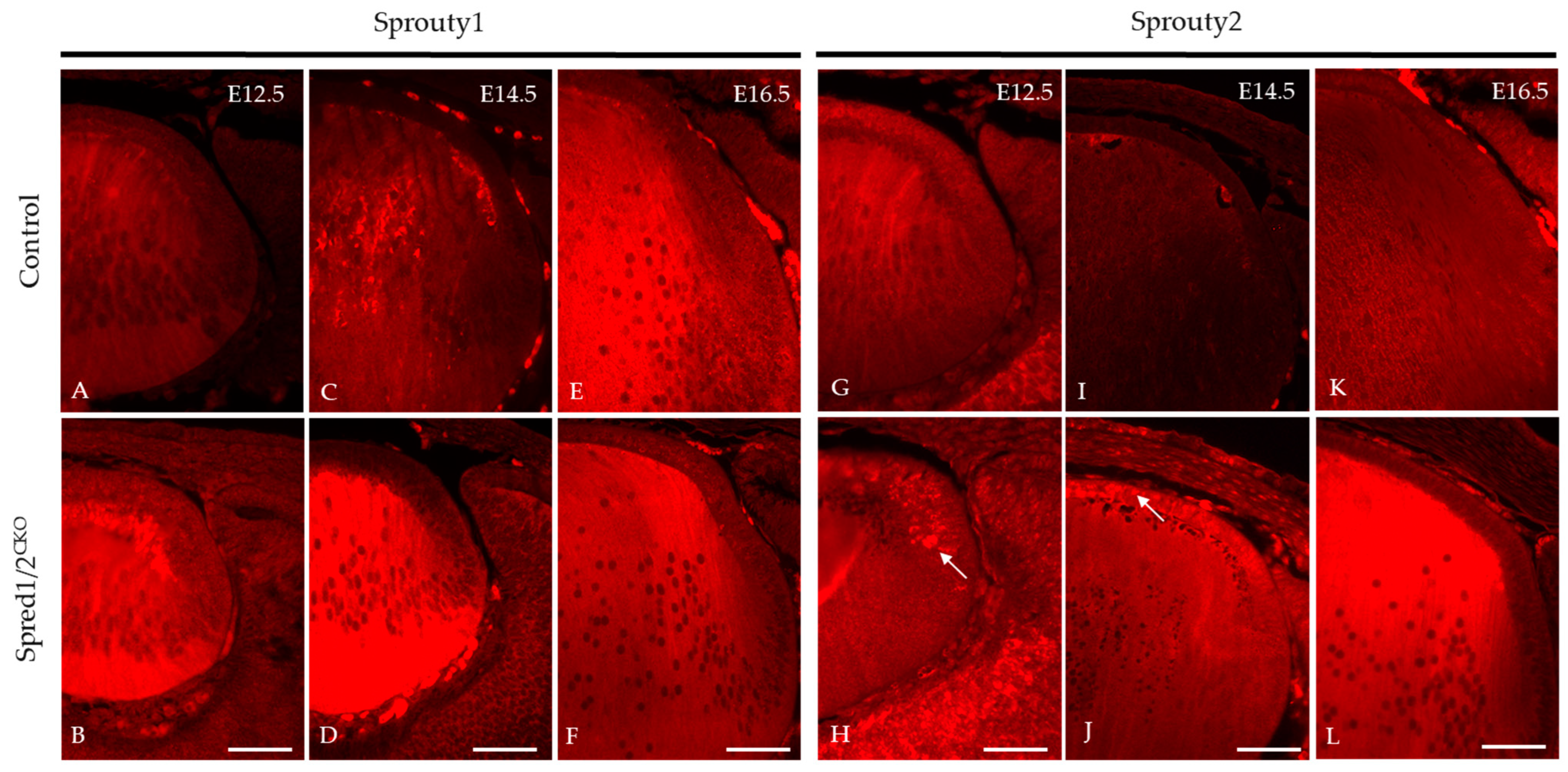 Cells 13 00290 g011 Cells 13 00290 g011