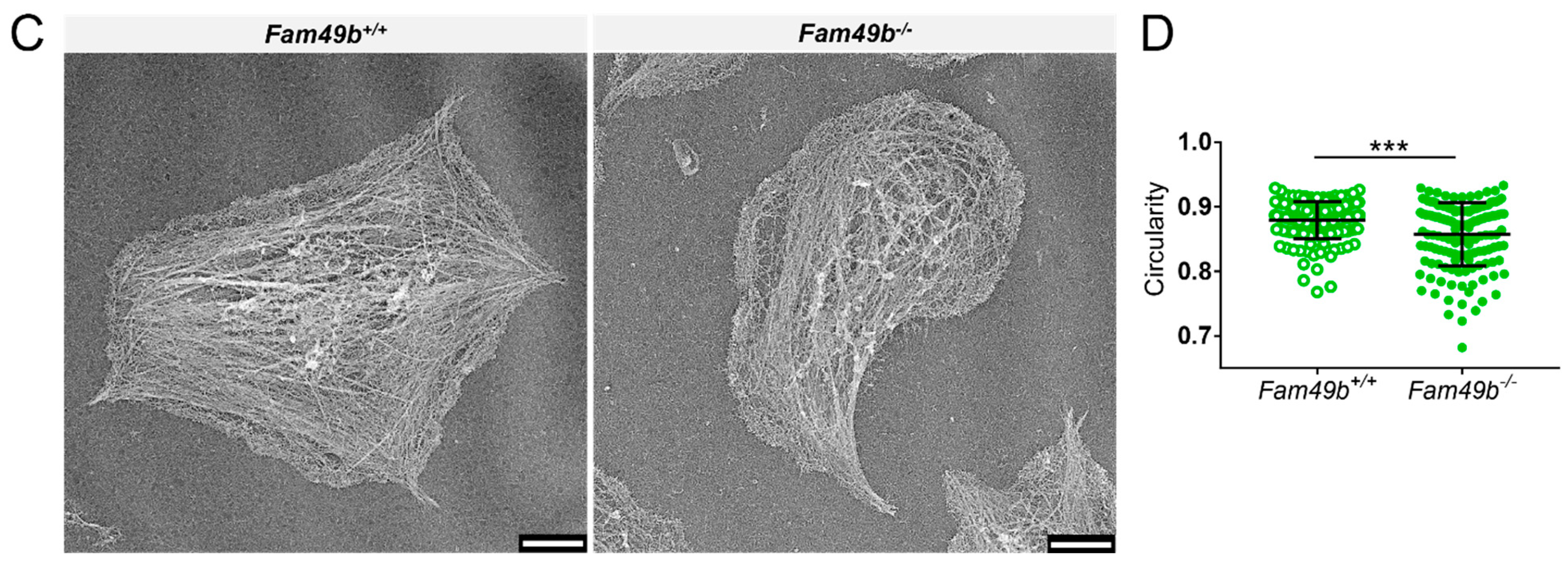 Cells 13 00299 g004b