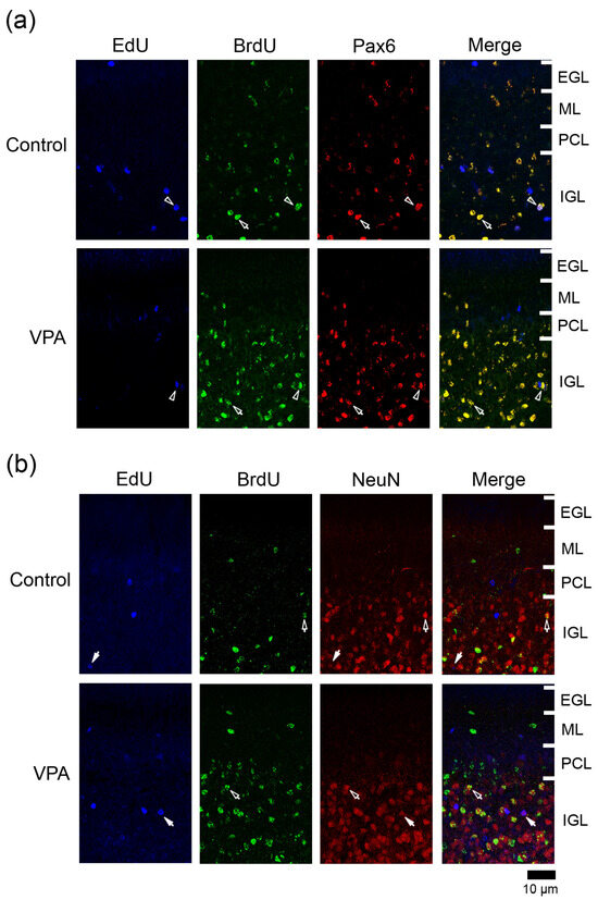 Tracking of Internal Granular Progenitors Responding to Valproic