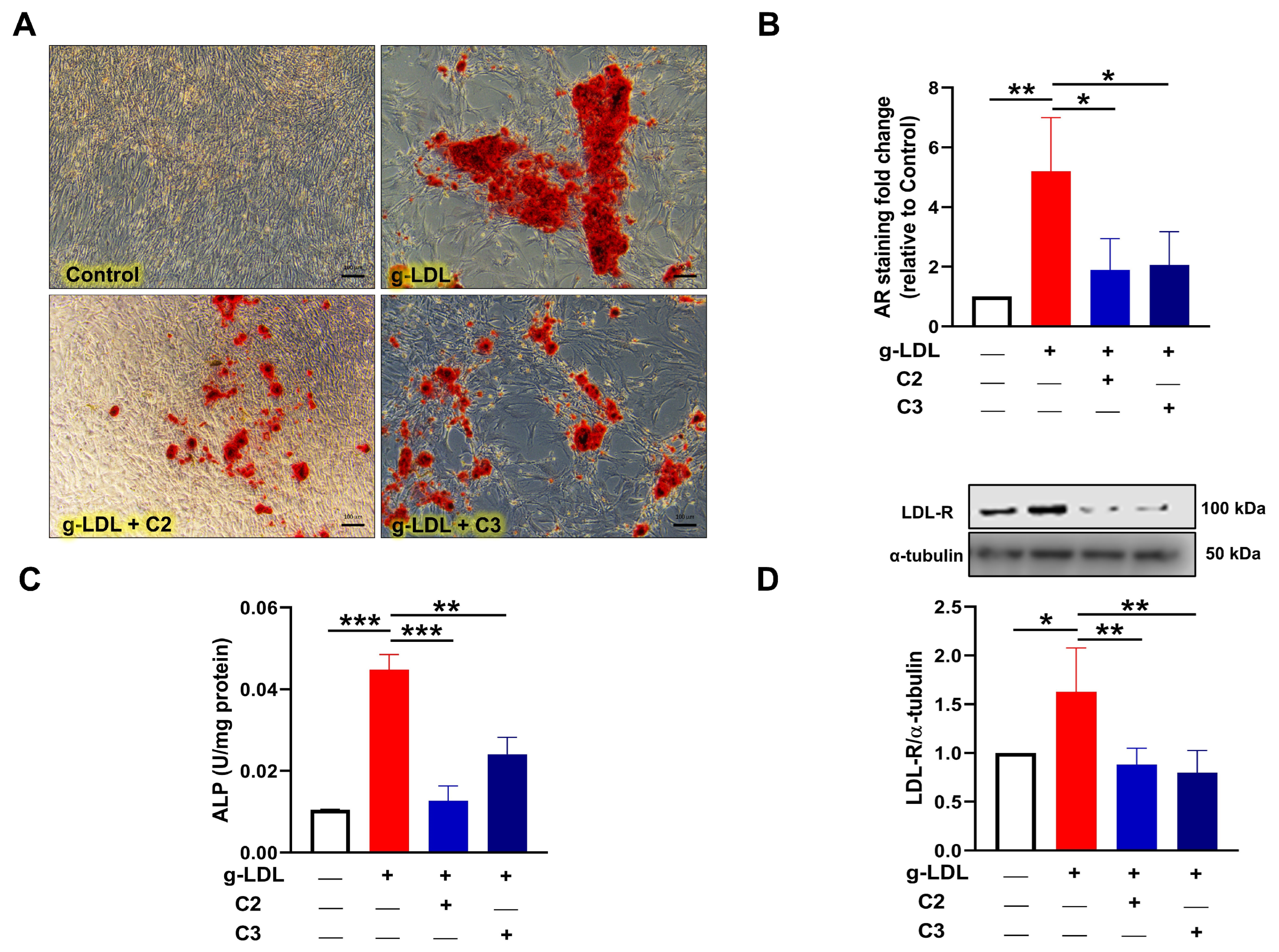 Cells 13 00312 g003 Cells 13 00312 g003
