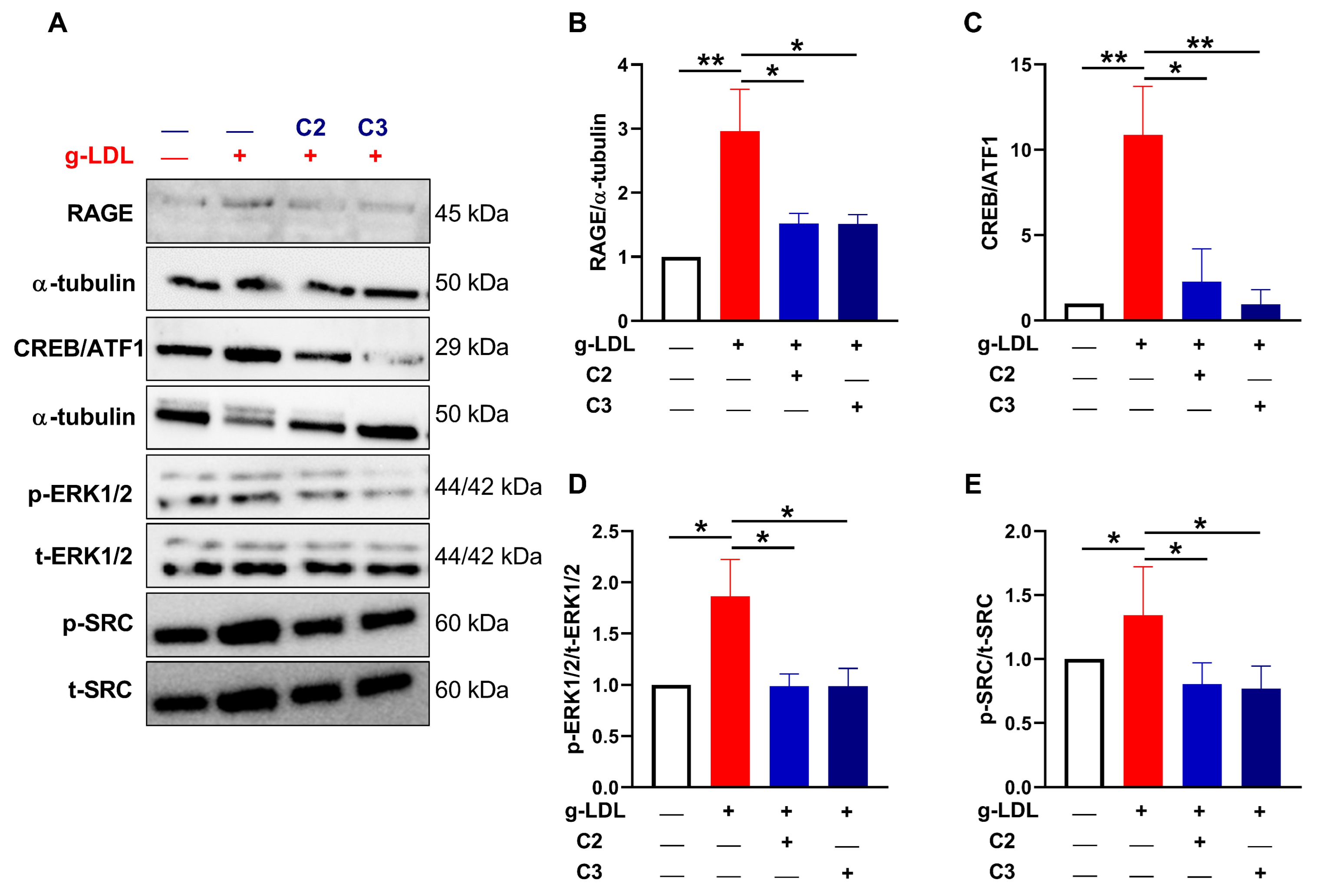 Cells 13 00312 g004 Cells 13 00312 g004