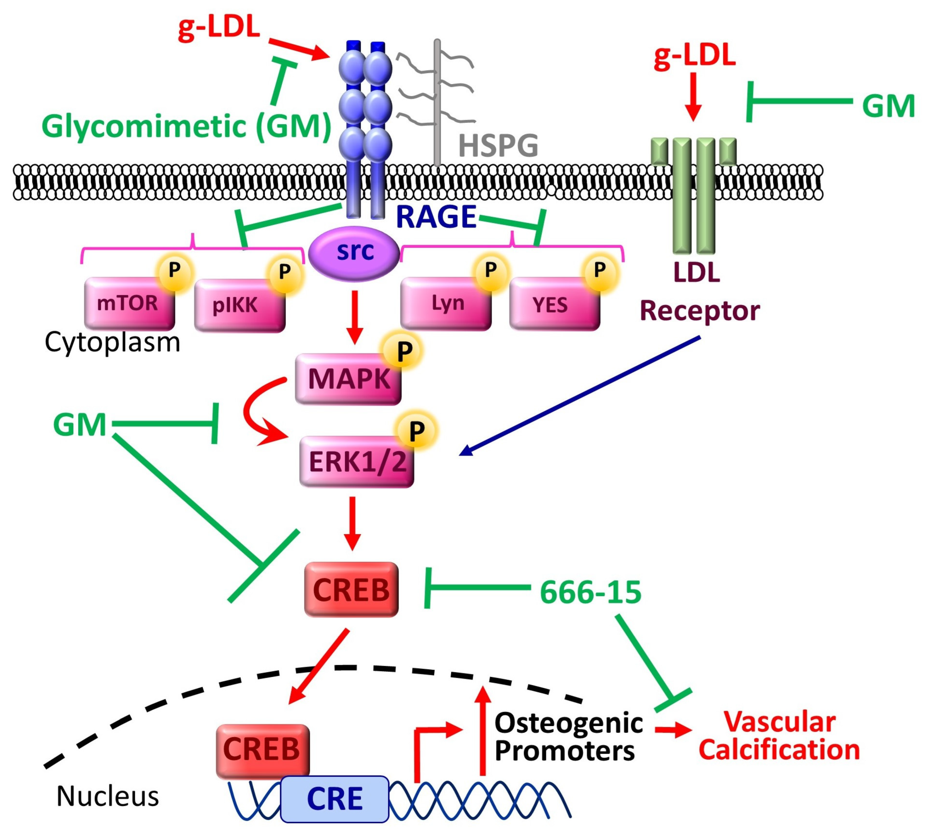 Cells 13 00312 g008 Cells 13 00312 g008
