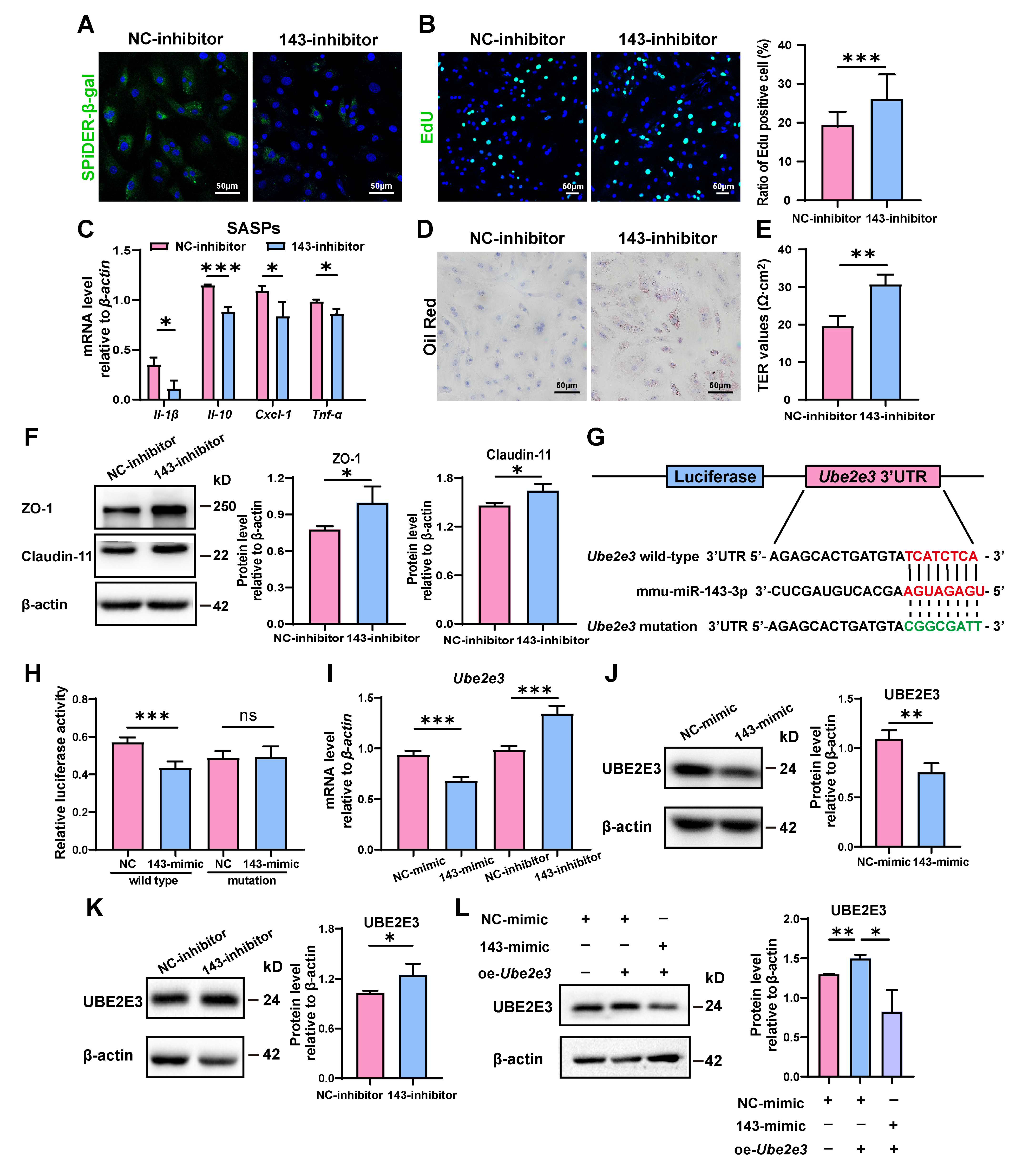 Cells 13 00313 g002 Cells 13 00313 g002