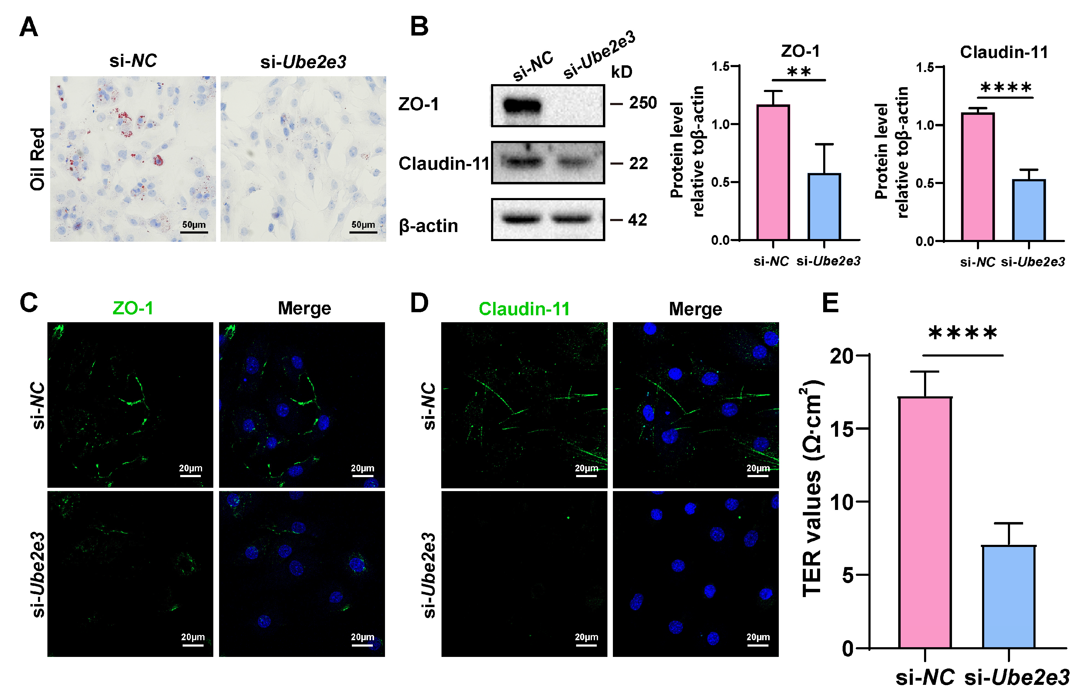 Cells 13 00313 g005 Cells 13 00313 g005