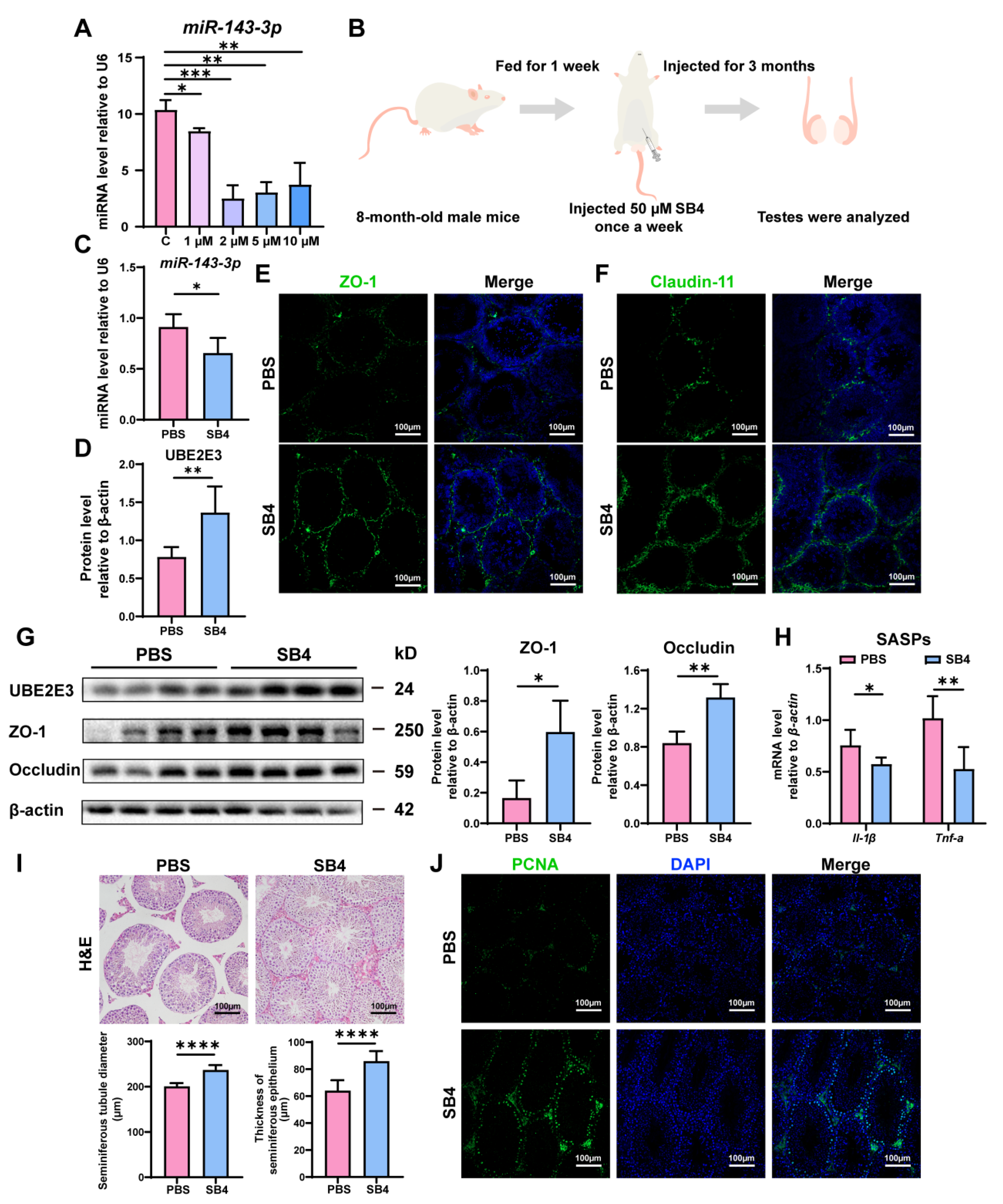 Cells 13 00313 g006 Cells 13 00313 g006
