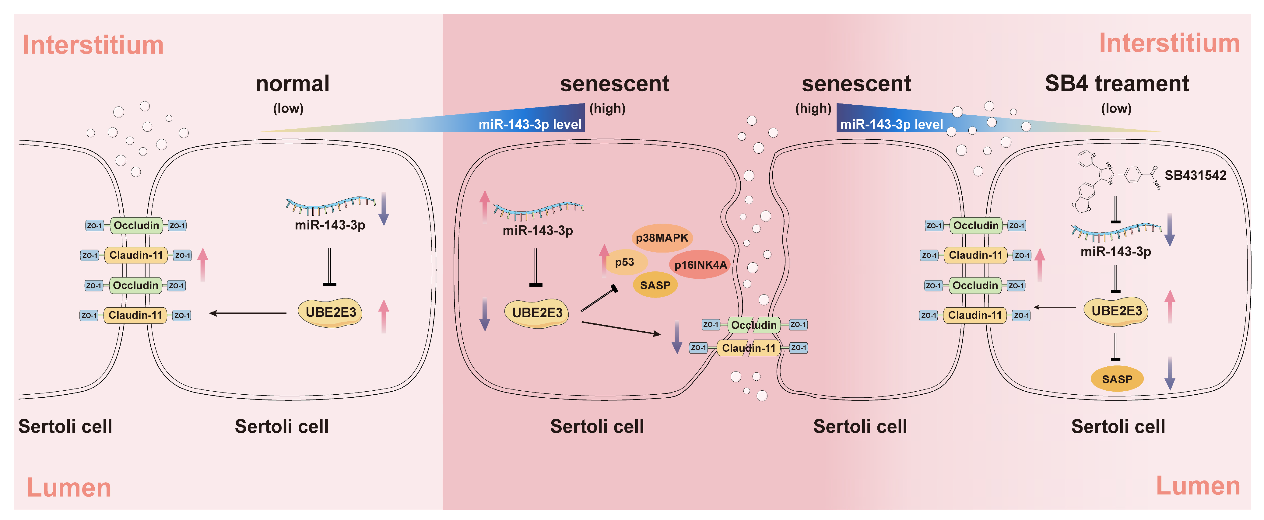 Cells 13 00313 g007 Cells 13 00313 g007