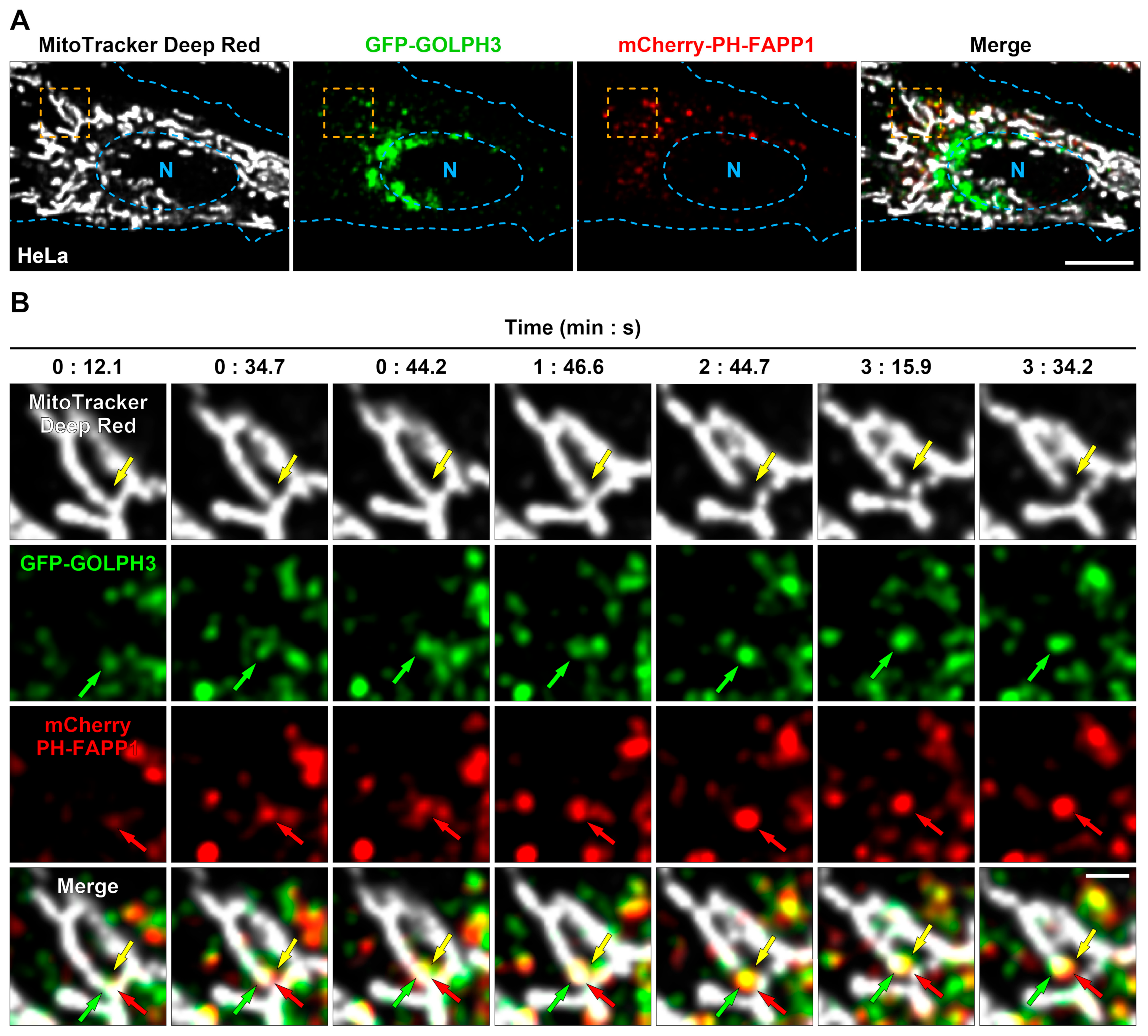 Cells 13 00316 g001 Cells 13 00316 g001