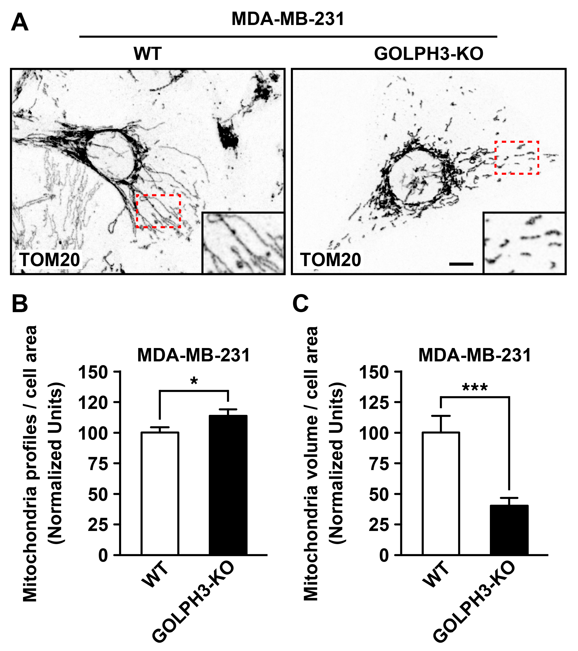 Cells 13 00316 g004 Cells 13 00316 g004