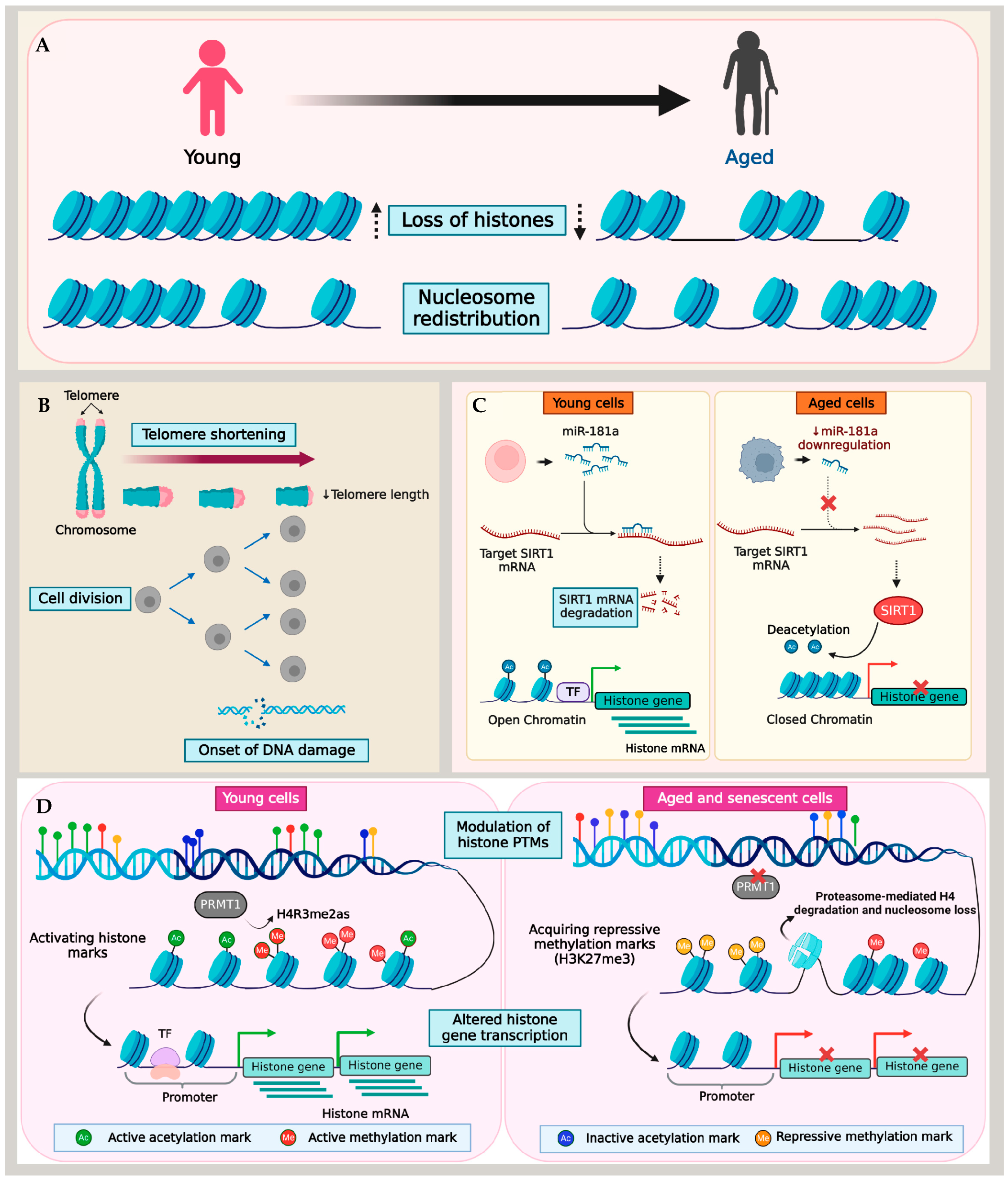 Cells 13 00320 g001 Cells 13 00320 g001