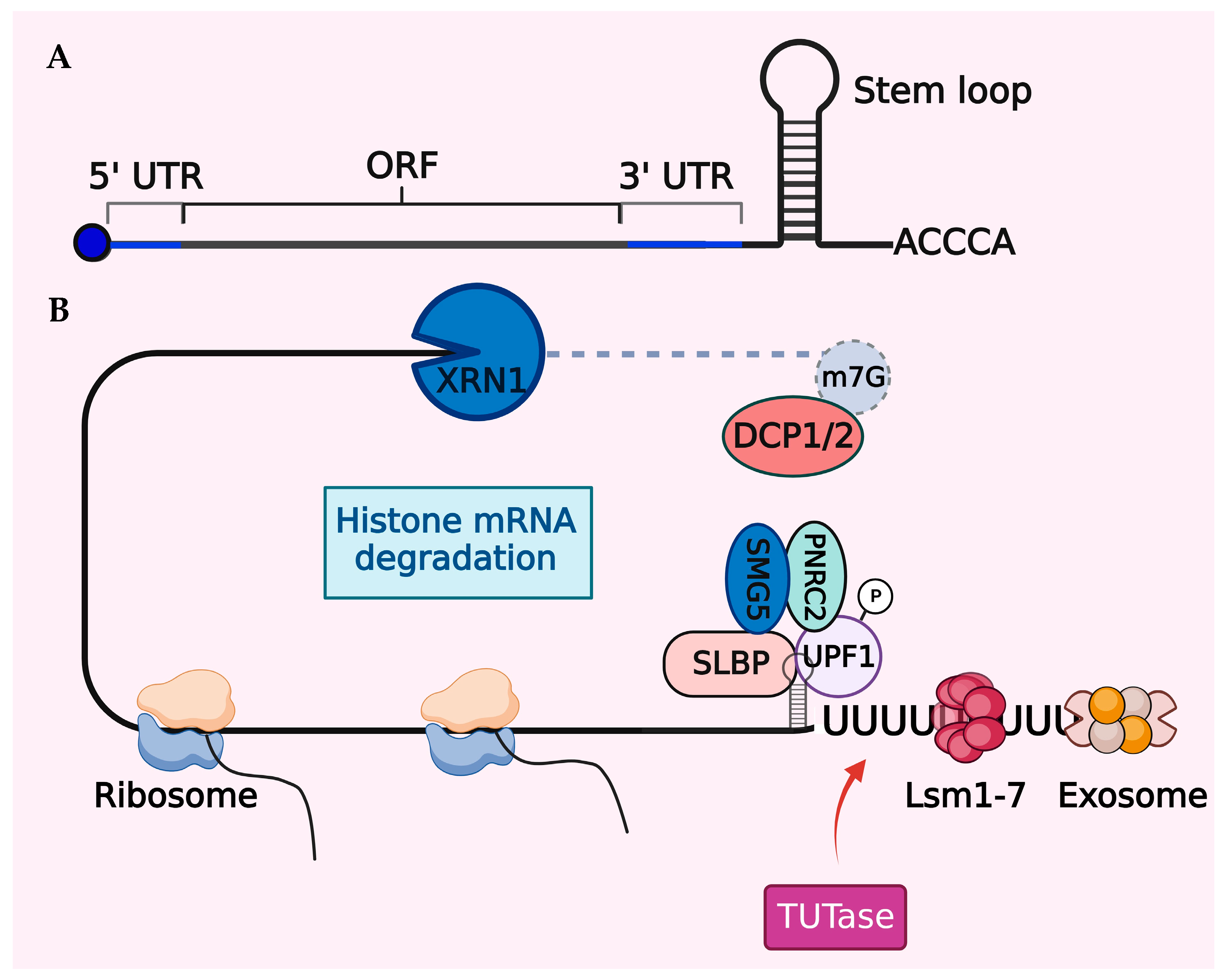 lsm17 pimpandhost Unraveling Histone Loss in Aging and Senescence
