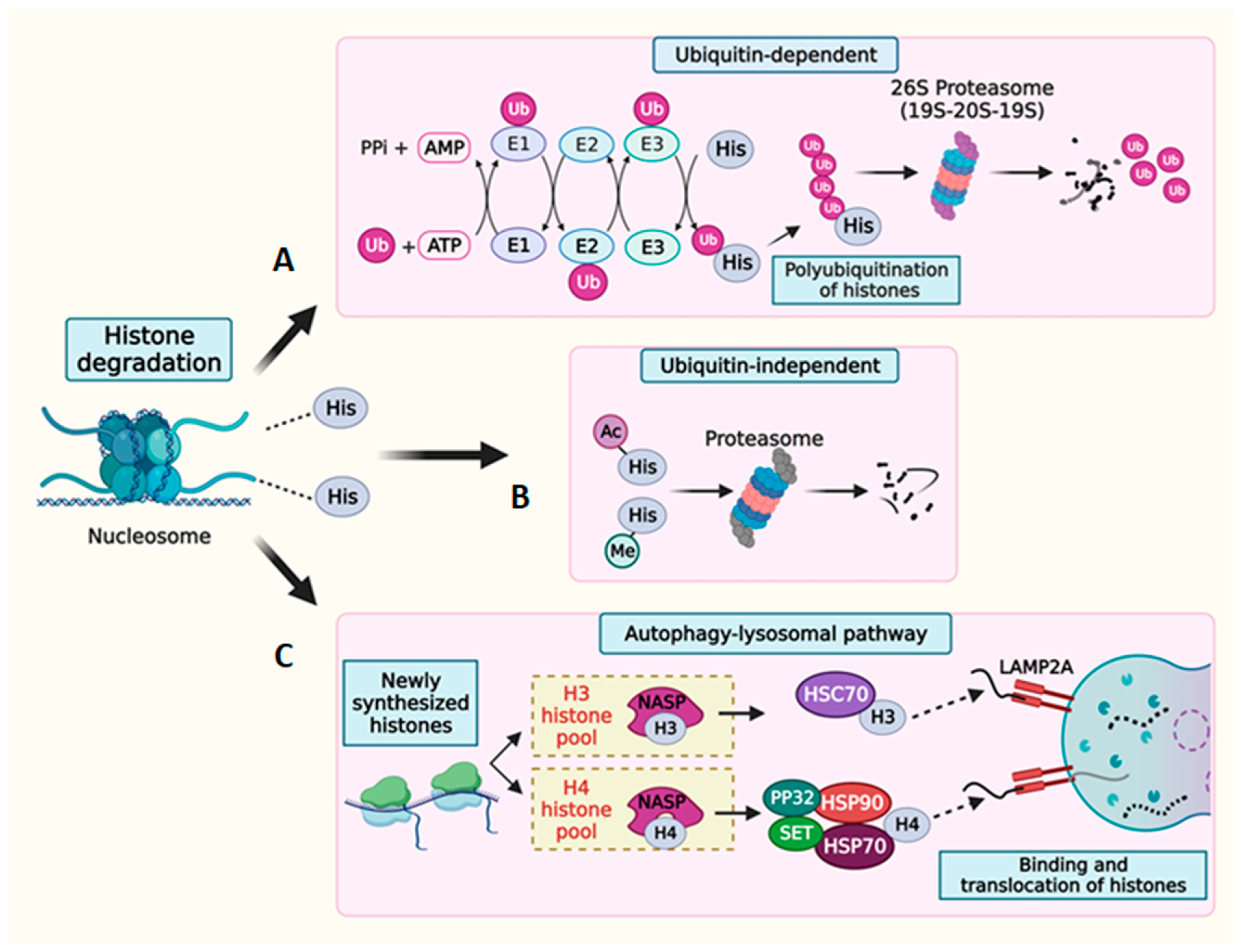 Cells 13 00320 g004 Cells 13 00320 g004
