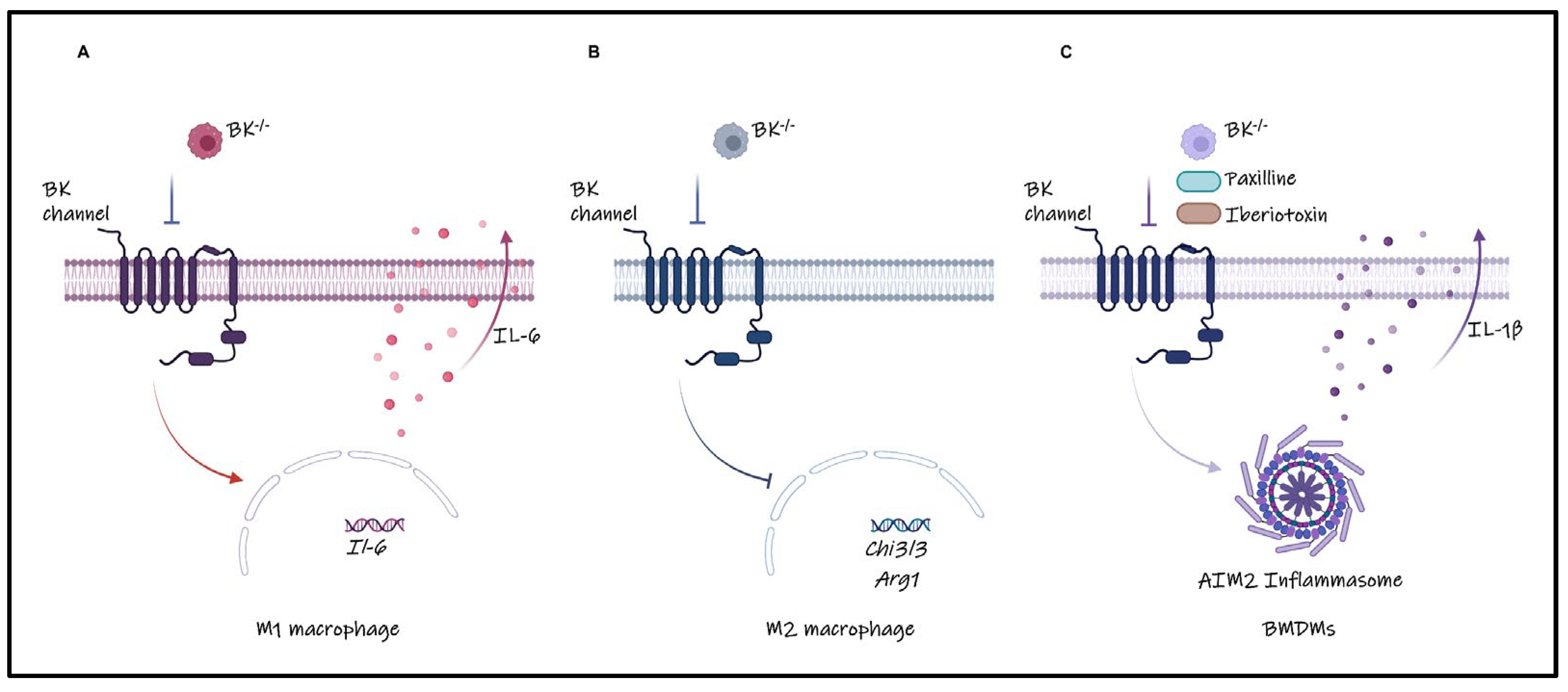 Cells 13 00322 g005 Cells 13 00322 g005