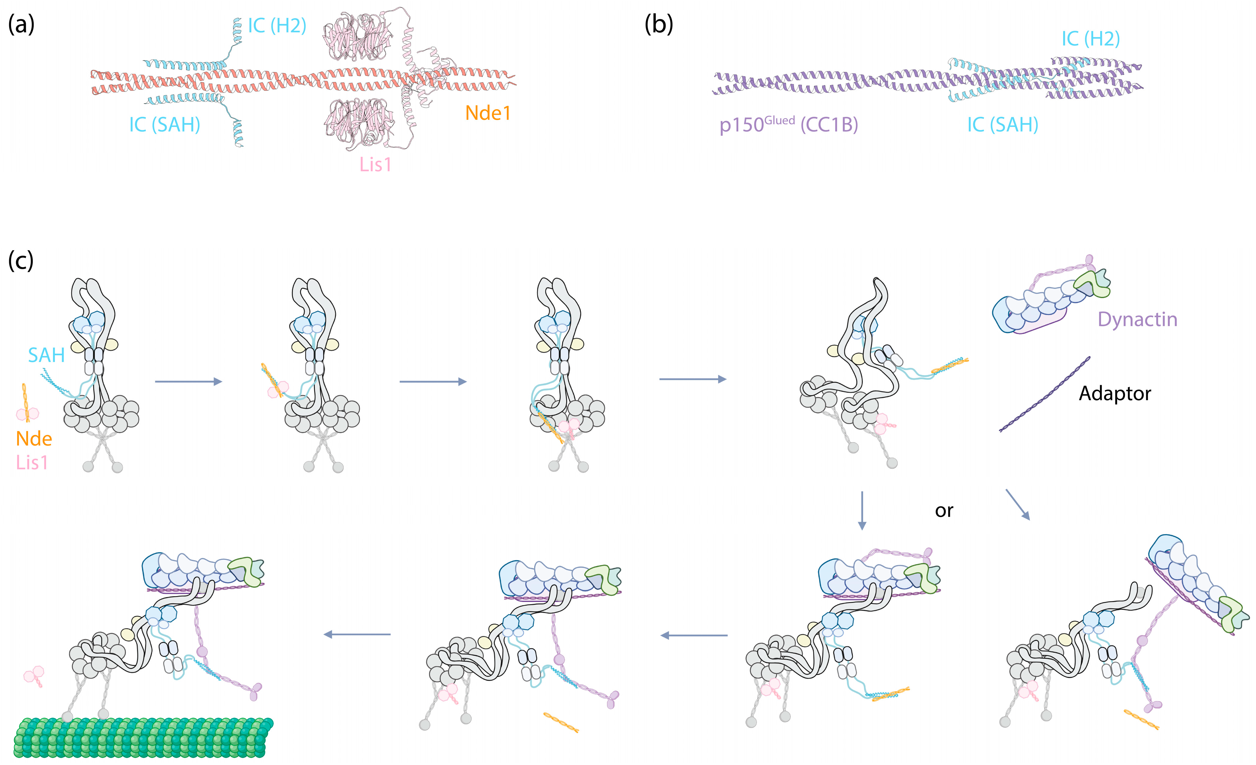 Cells 13 00330 g003 Cells 13 00330 g003